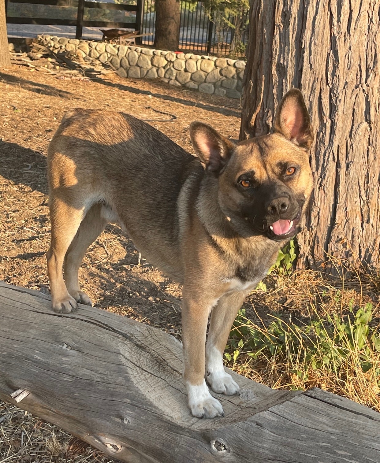 Enlarge Adorable Kobe the puggle shepherd mix, a Adoptable mixed breed in Acton, CA image 3/5
