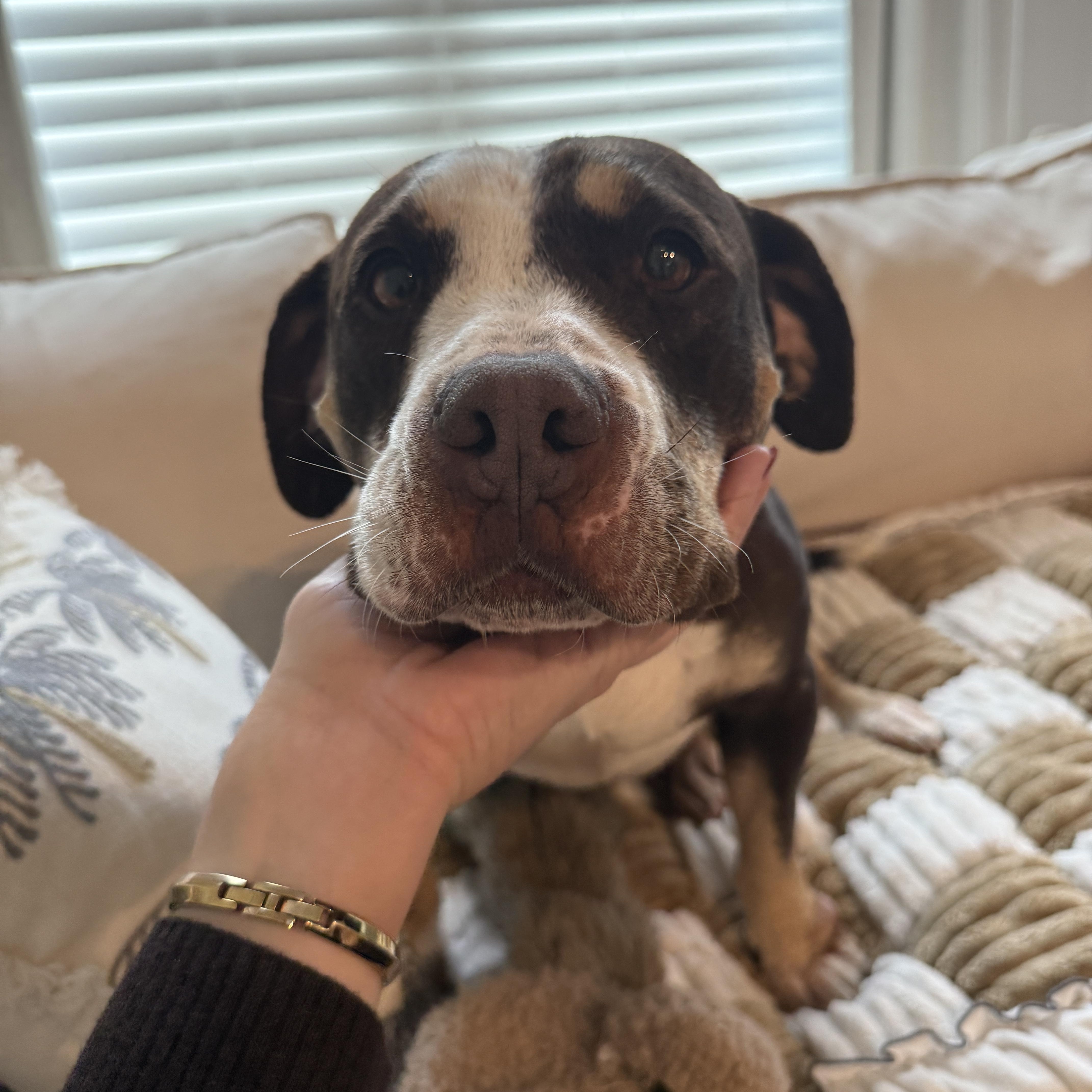 Reece Cup, Adoptable, Adult Female American Staffordshire Terrier.