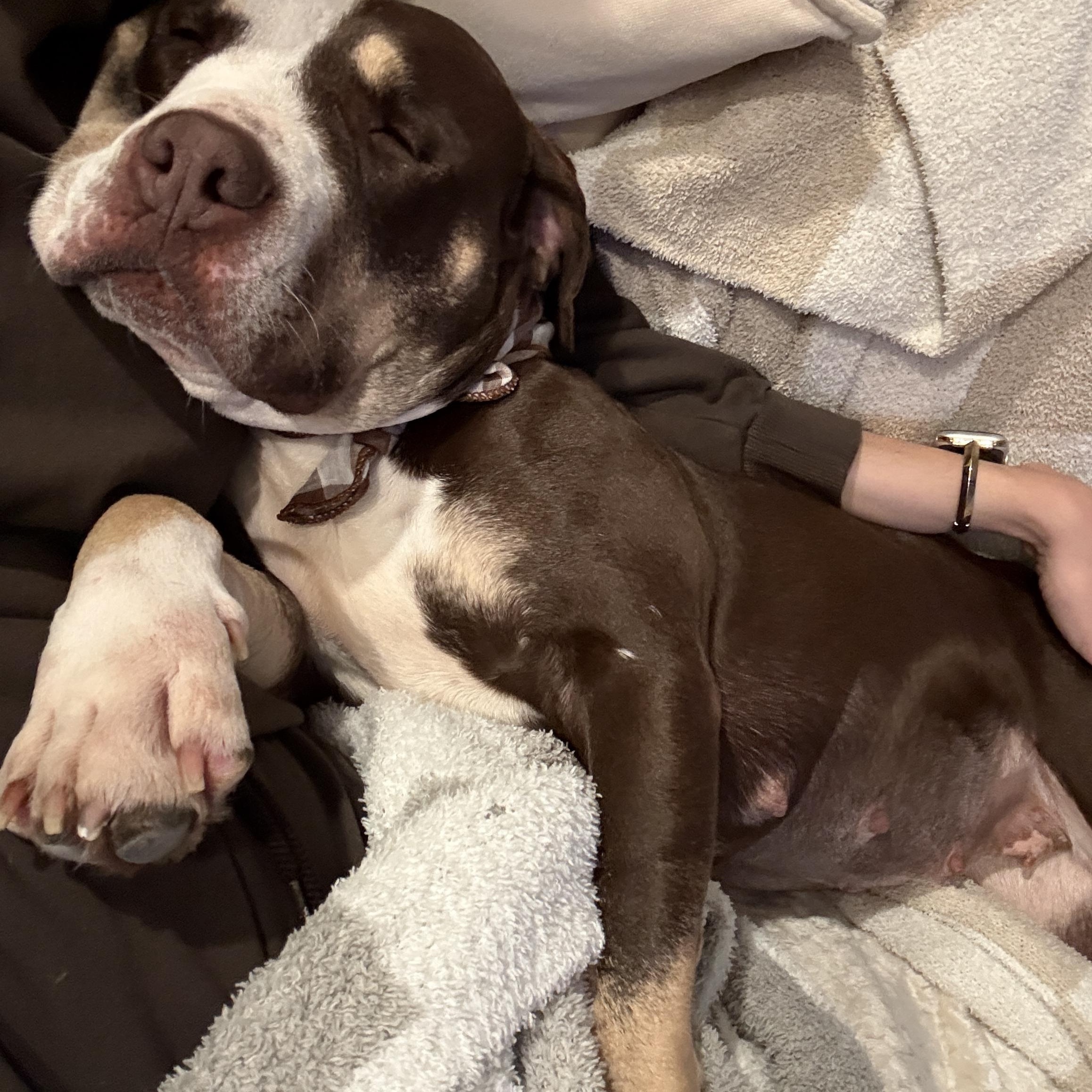 Enlarge Reece Cup, a Adoptable mixed breed in Cornelius, NC image 4/4