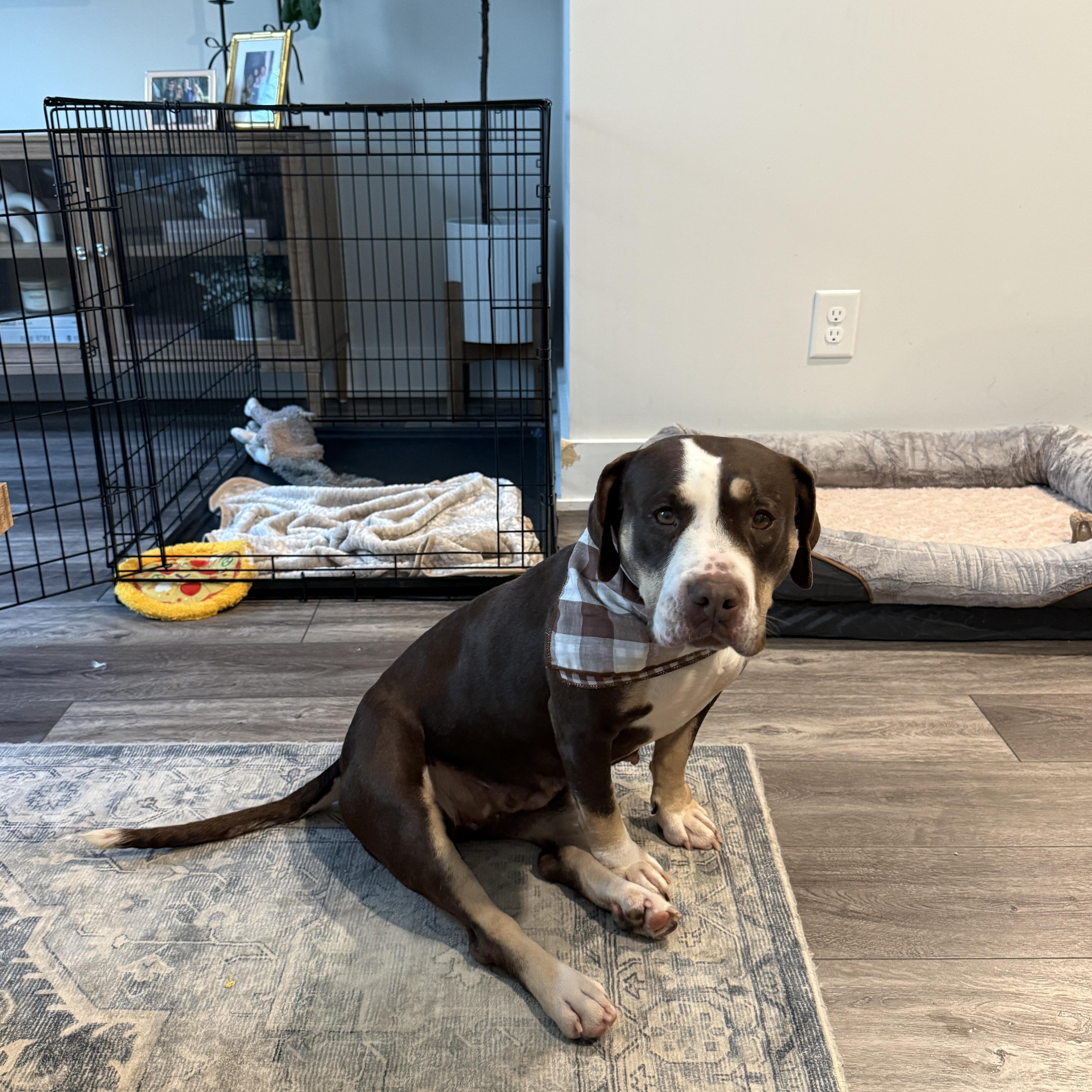 Enlarge Reece Cup, a Adoptable mixed breed in Cornelius, NC image 2/4