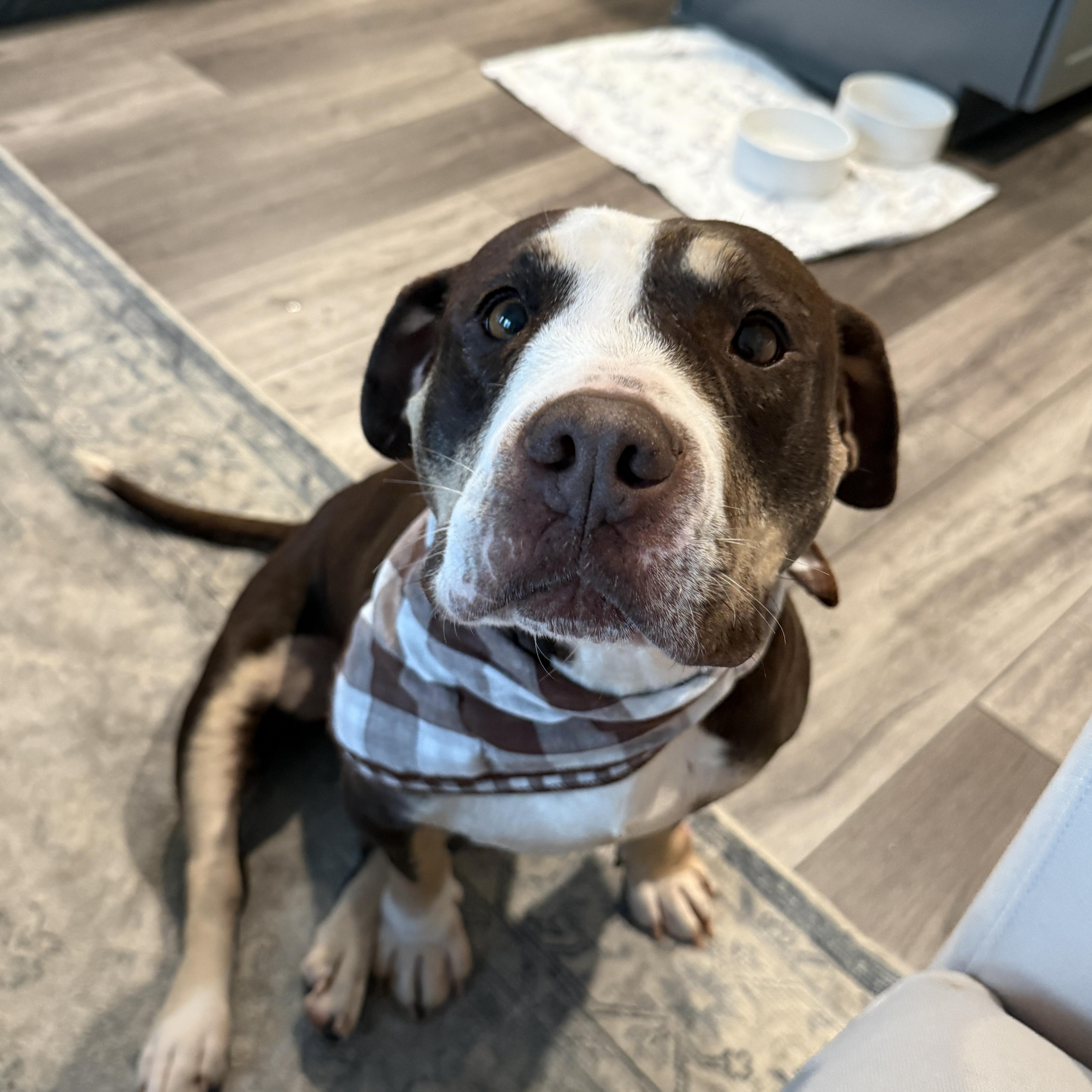 Enlarge Reece Cup, a Adoptable mixed breed in Cornelius, NC image 3/4