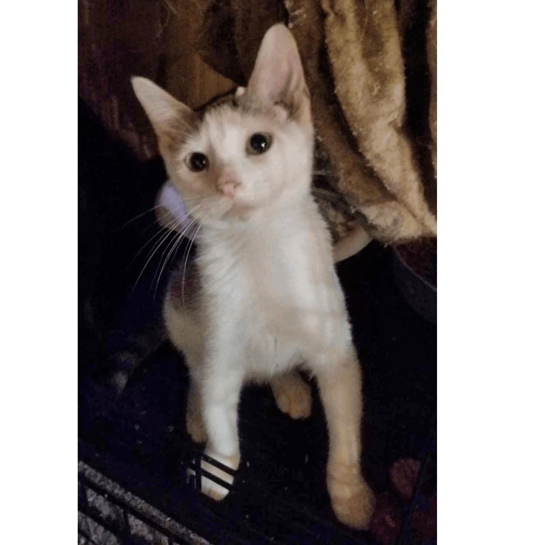 Paulie, Young Male Domestic Short Hair