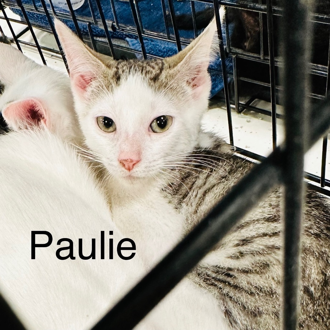 Paulie photo 2