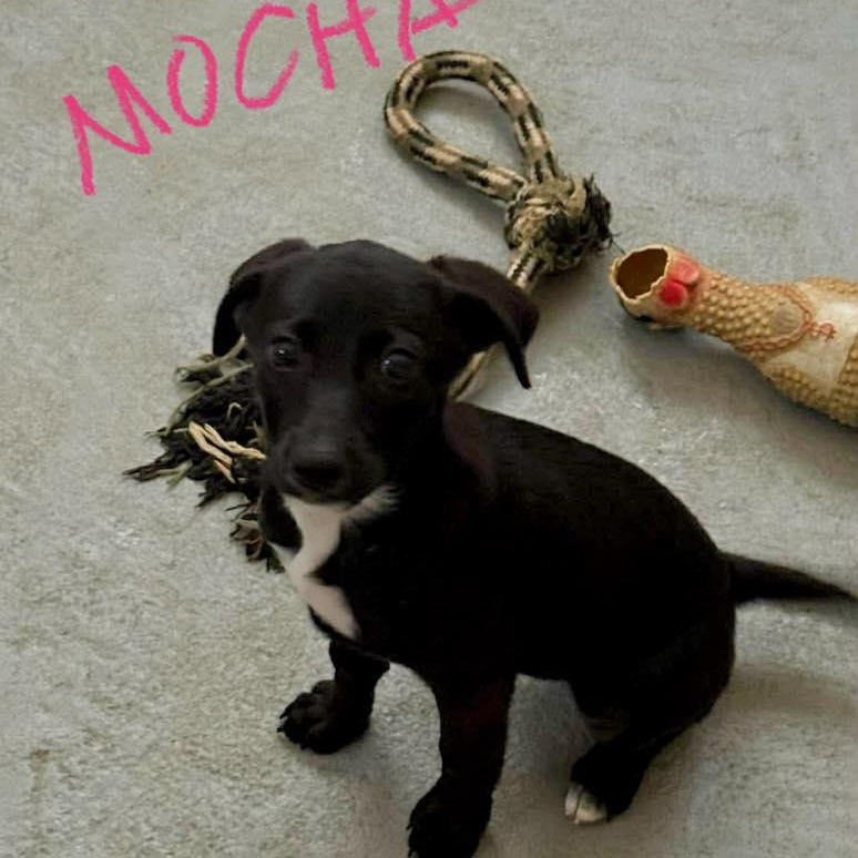 Enlarge Mocha , a ADOPTABLE mixed breed in Nanuet, NY image 1/6