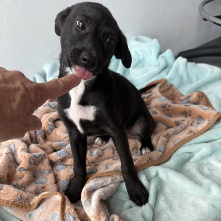 Enlarge Mocha , a ADOPTABLE mixed breed in Nanuet, NY image 5/6