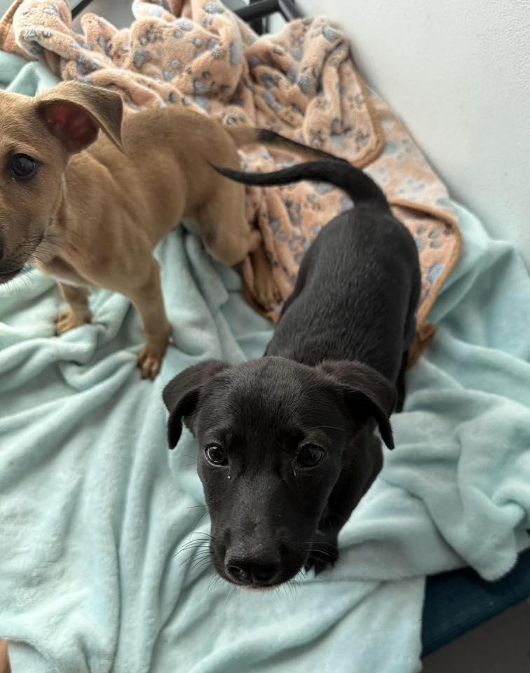 Enlarge Mocha , a ADOPTABLE mixed breed in Nanuet, NY image 6/6