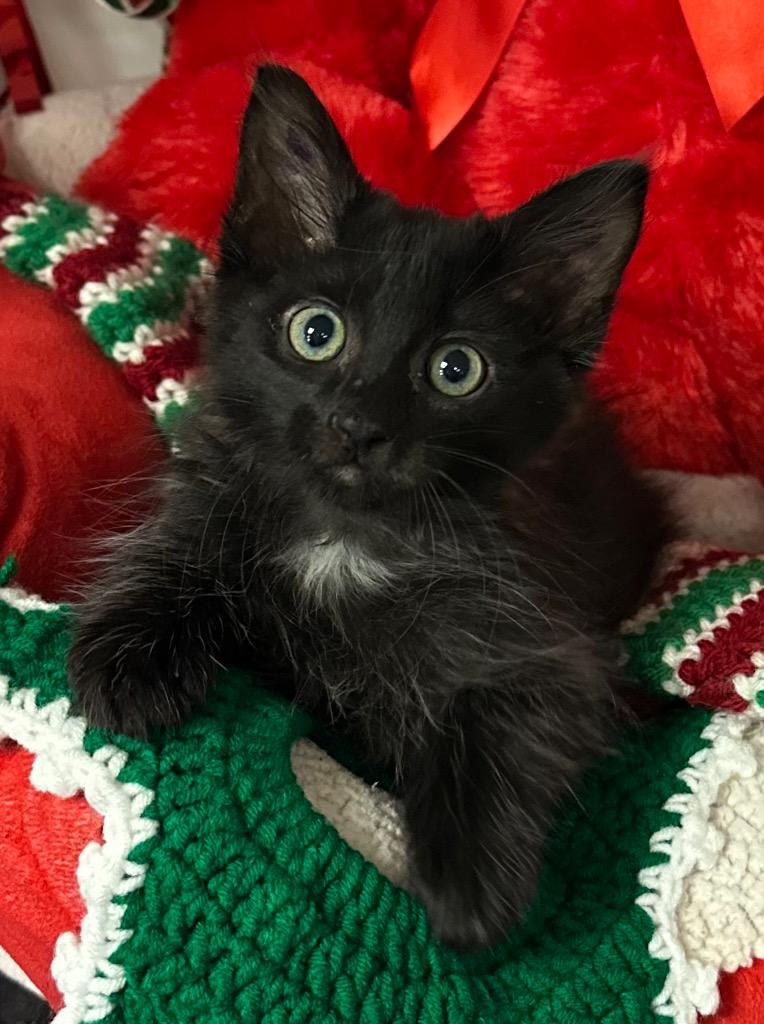 Enlarge 10/20/25 - Jason, a Adopted mixed breed in Stillwater, OK image 1/1