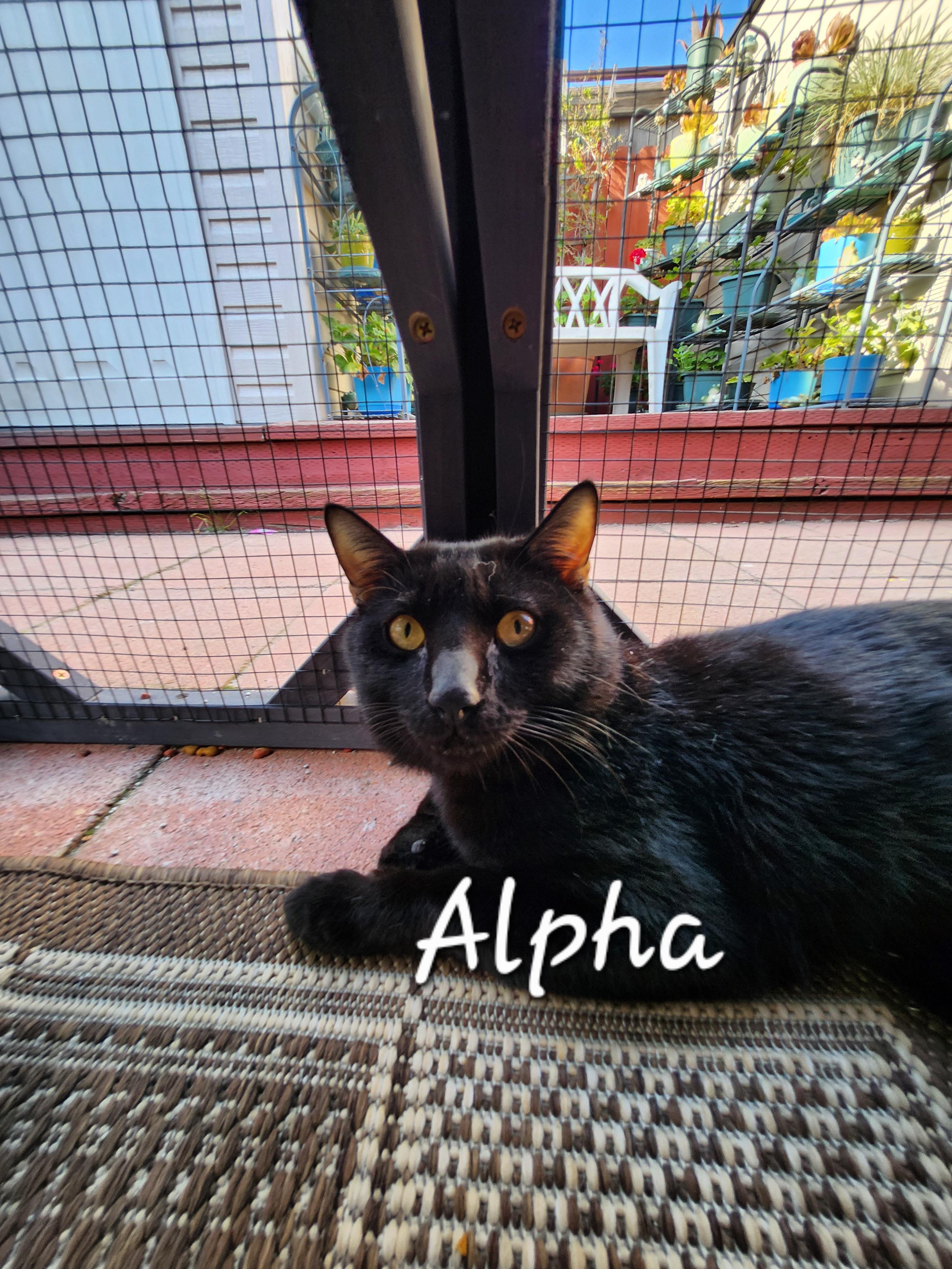 Alpha, ADOPTABLE, Young Male Domestic Short Hair.