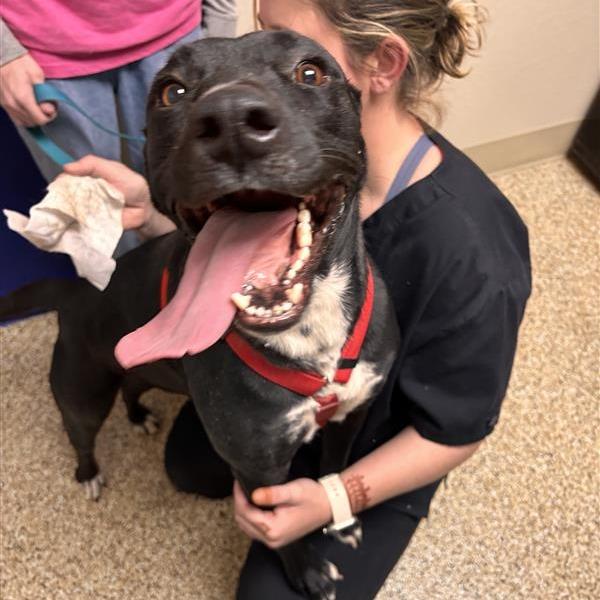 Enlarge Maggie, a Adoptable mixed breed in Tempe, AZ image 3/6