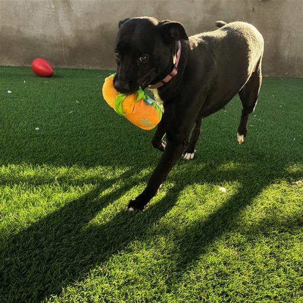 Enlarge Maggie, a Adoptable mixed breed in Tempe, AZ image 4/6