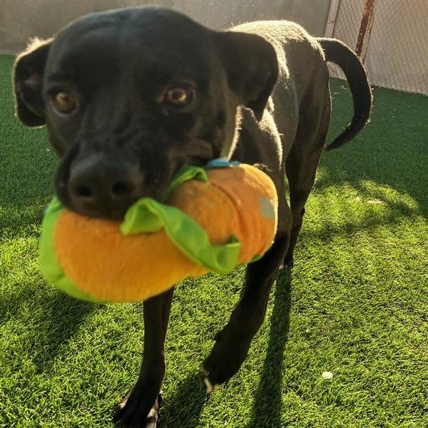 Enlarge Maggie, a Adoptable mixed breed in Tempe, AZ image 5/6
