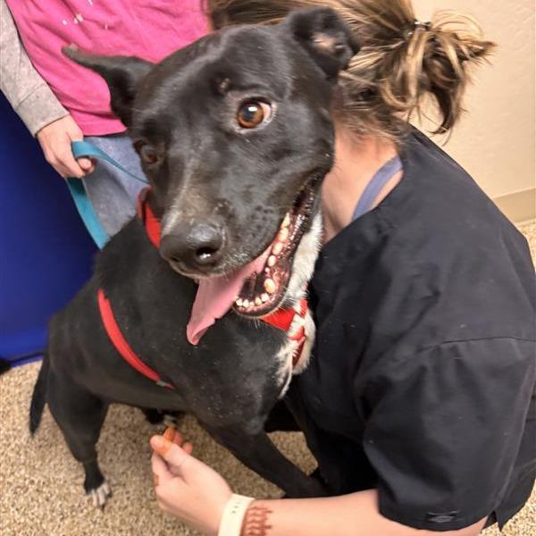 Enlarge Maggie, a Adoptable mixed breed in Tempe, AZ image 6/6