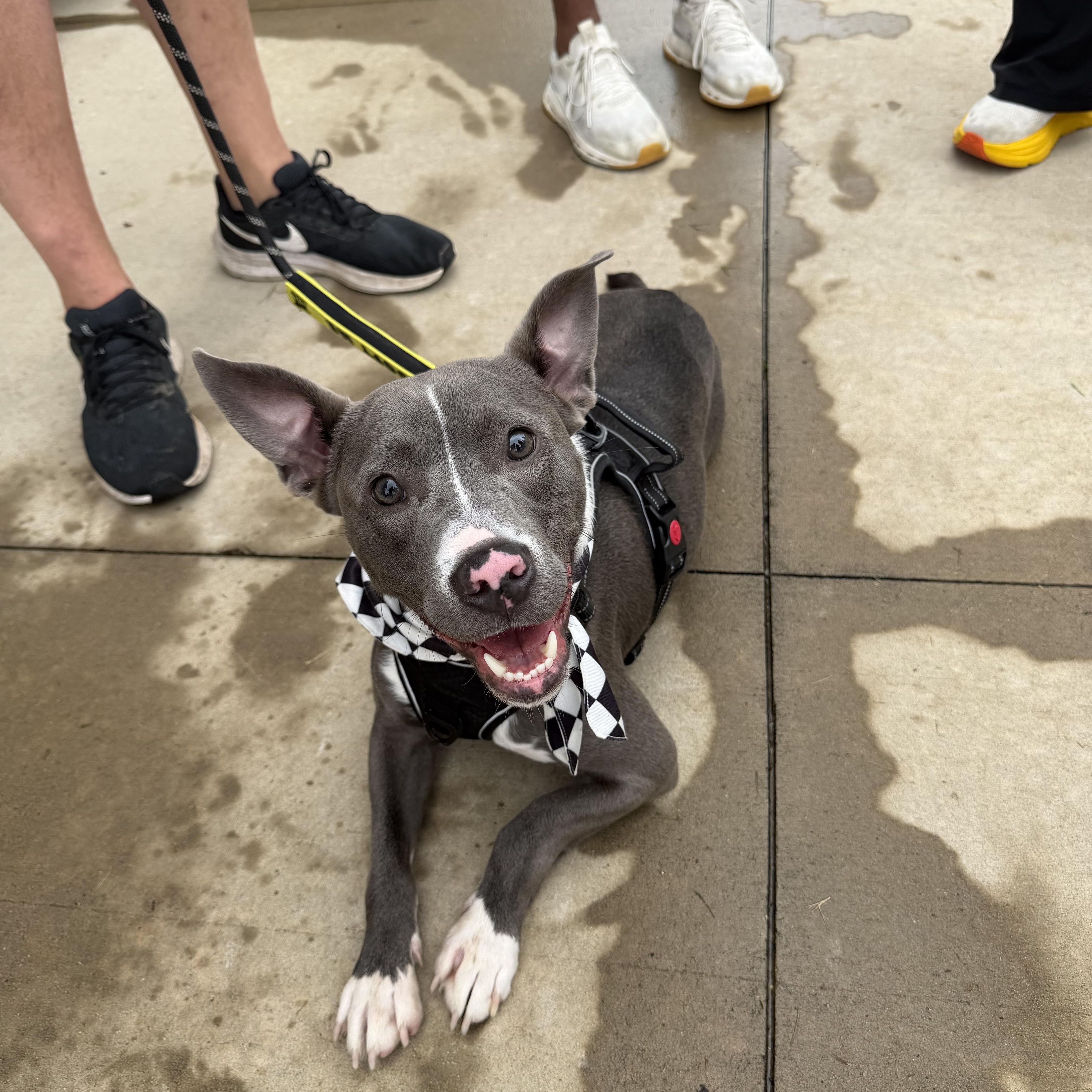 Enlarge Sullivan, a Adoptable Mixed Breed in Chester, SC image 3/4