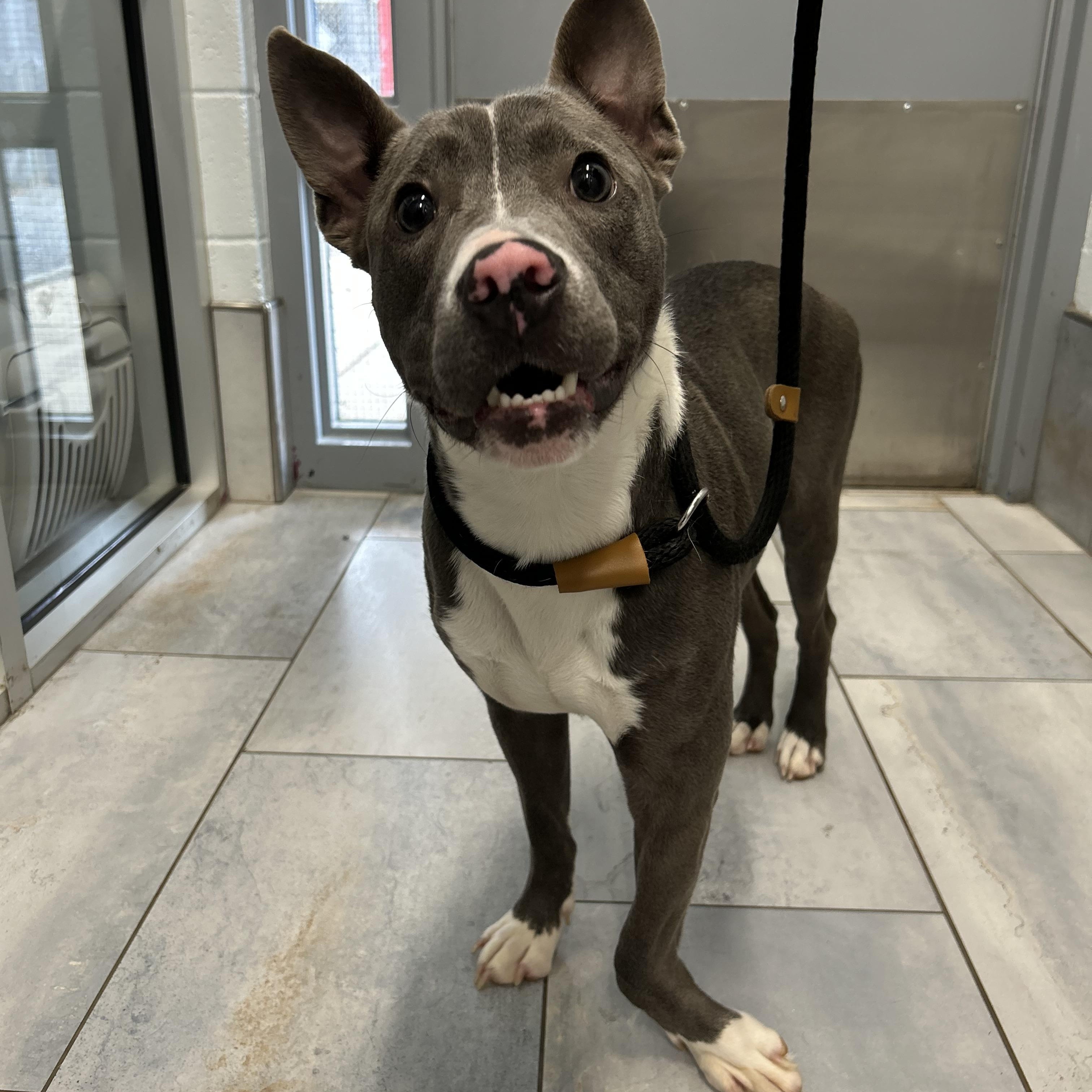Sullivan, Adoptable, Young Male Mixed Breed.