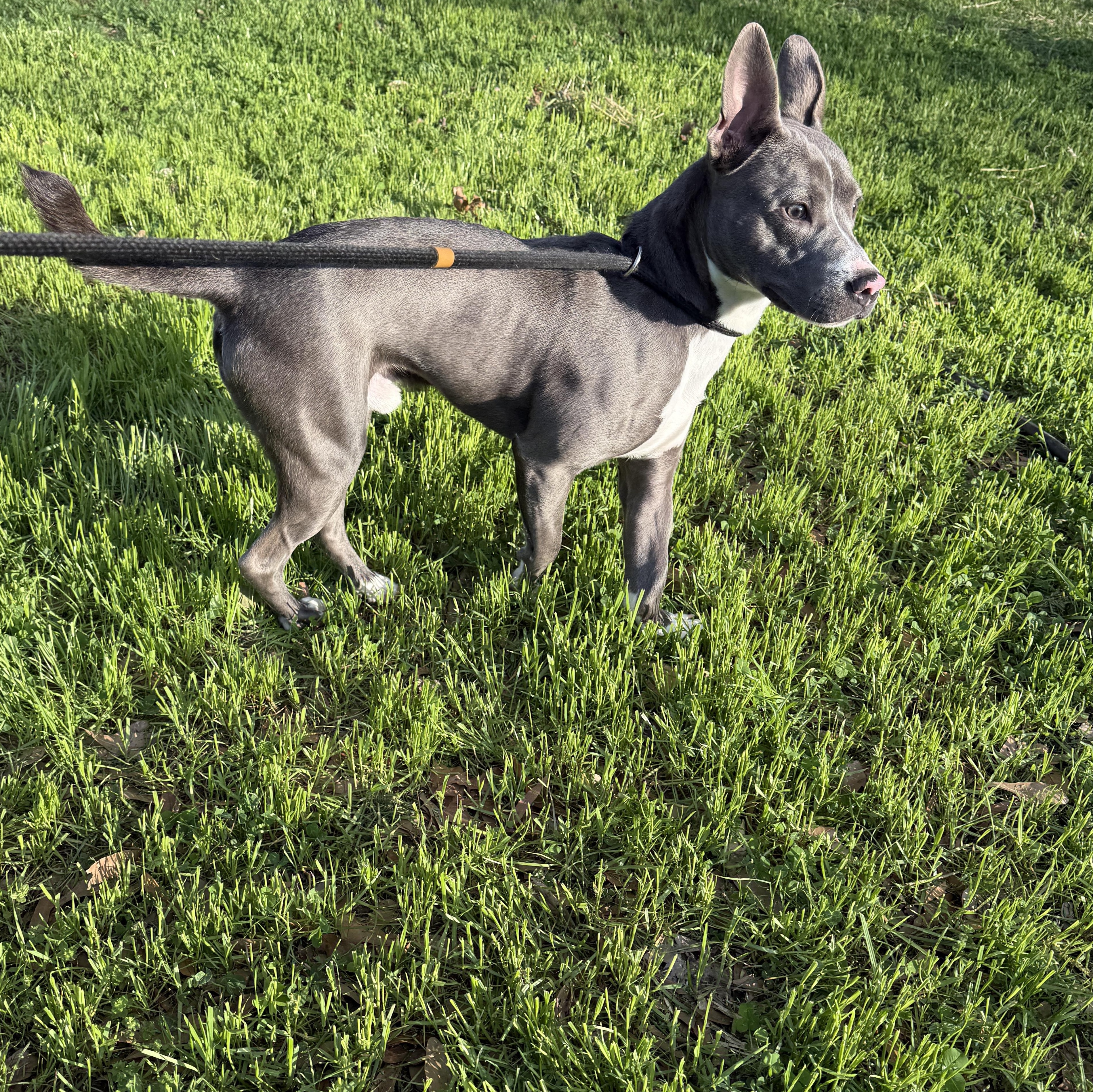 Enlarge Sullivan, a Adoptable Mixed Breed in Chester, SC image 2/4