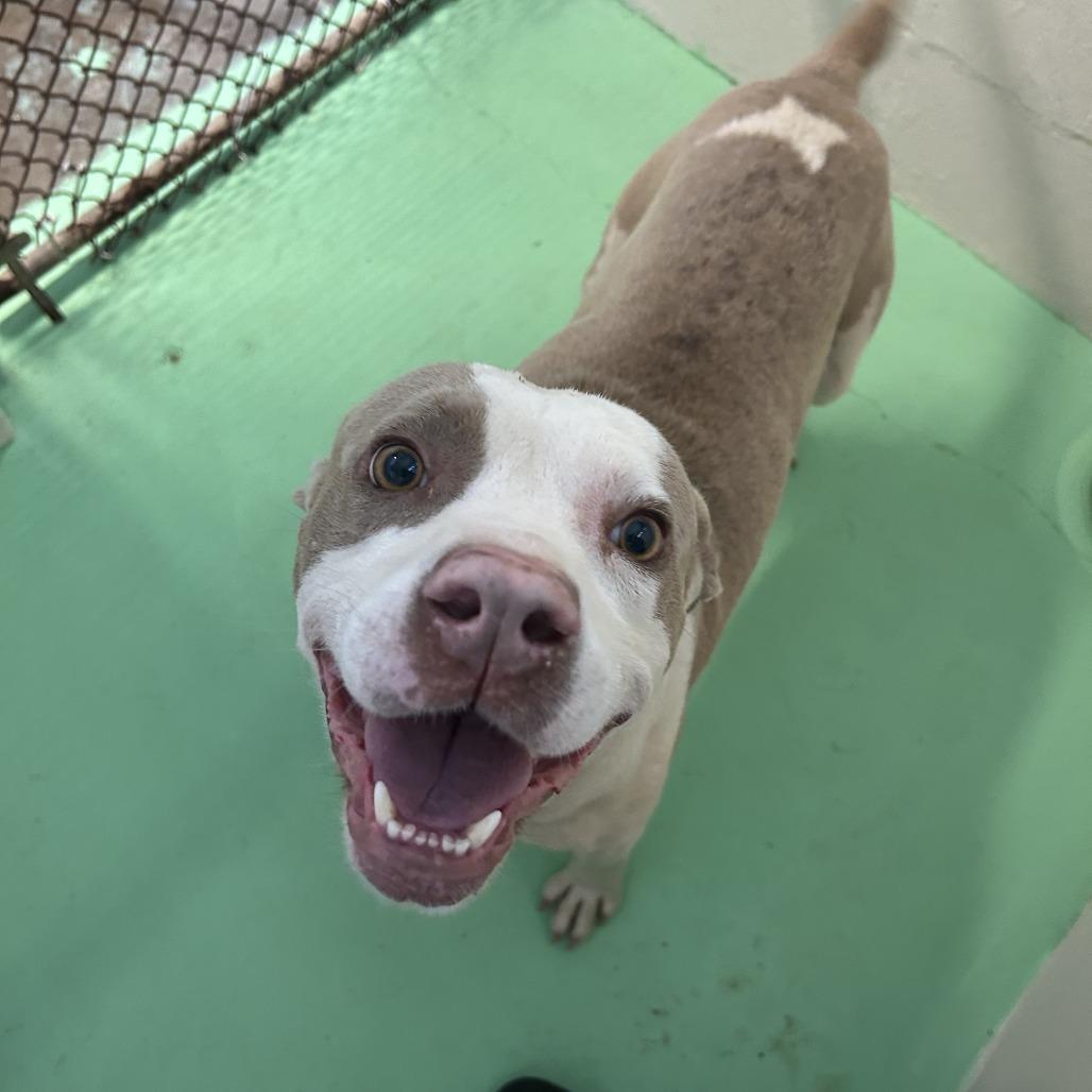 Enlarge Trax, a Adoptable American Bulldog in Enterprise, AL image 1/1