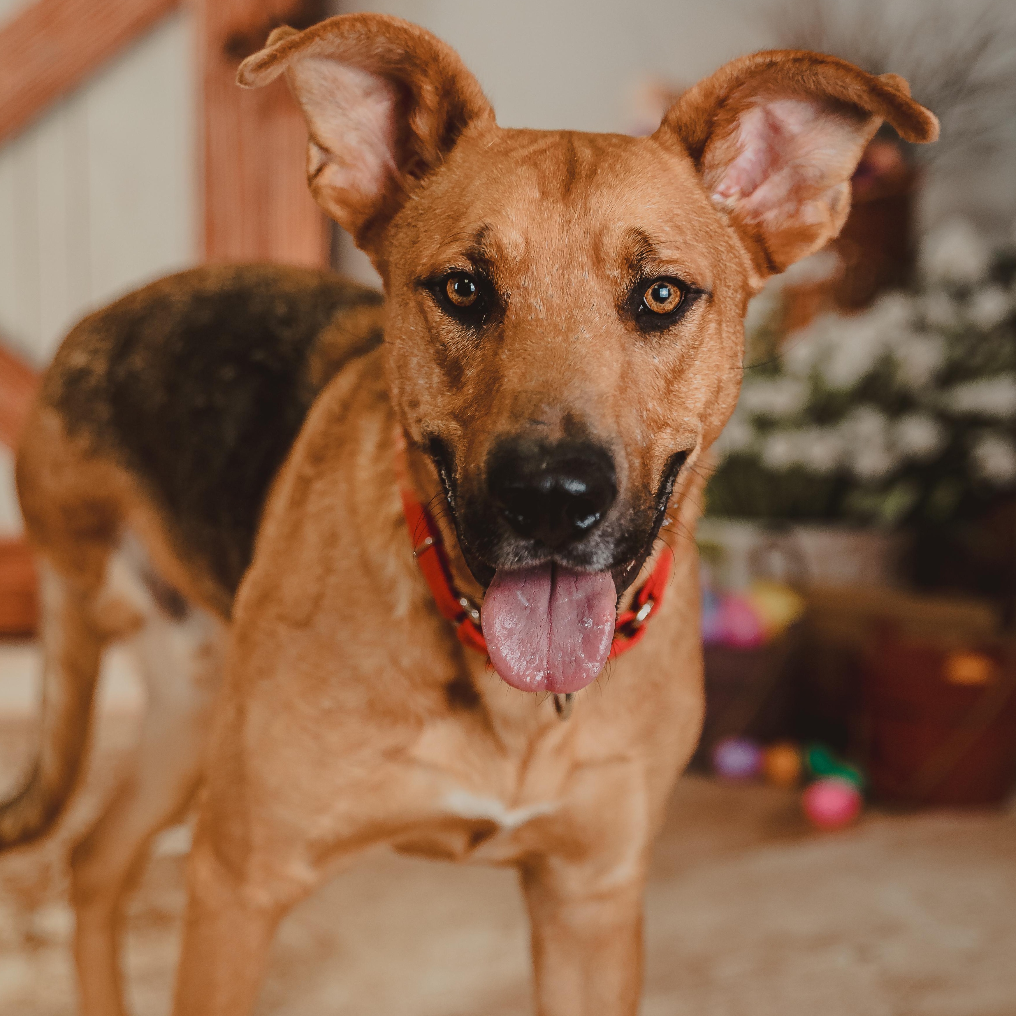 Enlarge Chance, a Adoptable mixed breed in Bothell, WA image 1/6