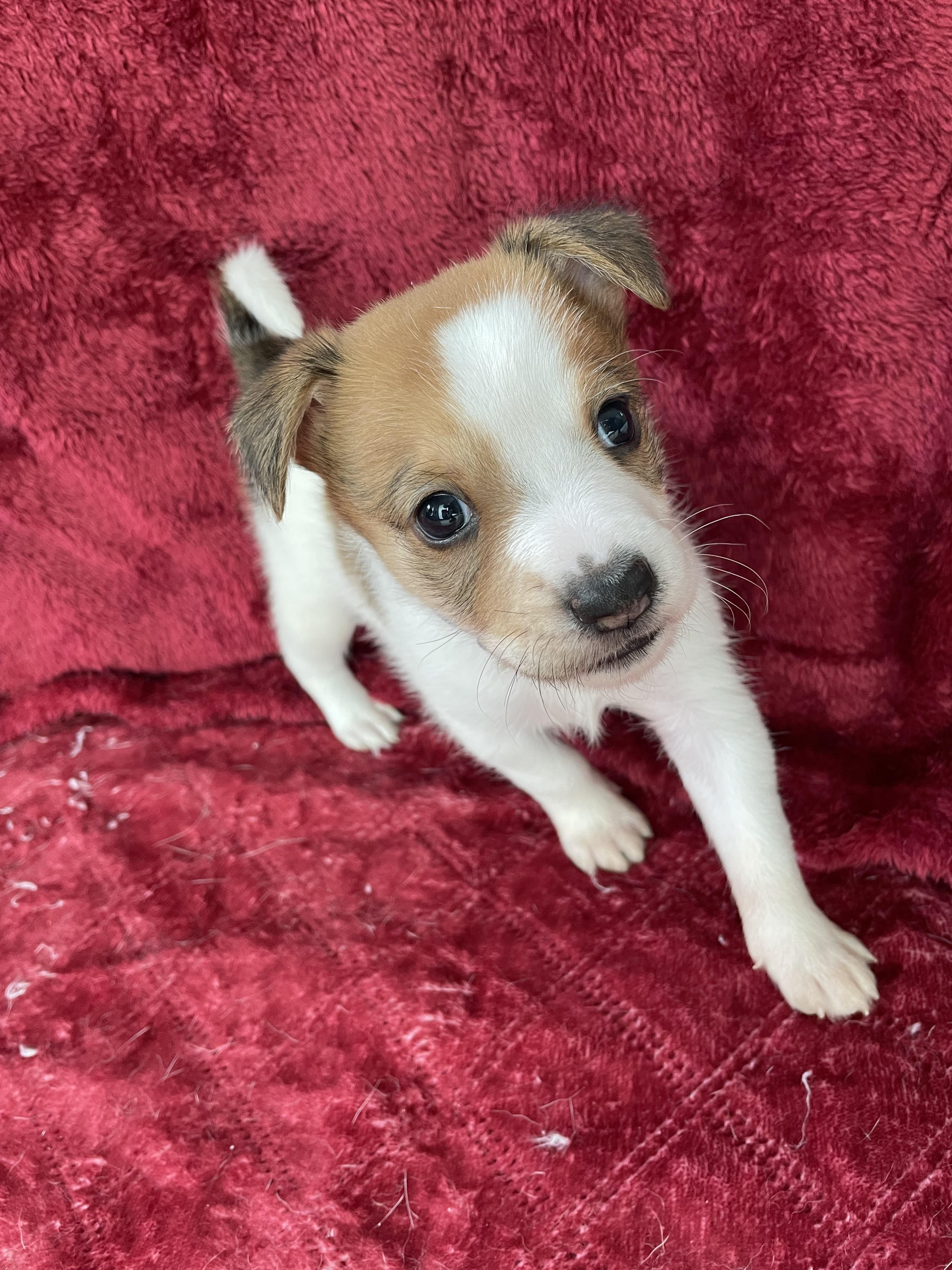 Bruno, an adopted mixed breed in West Hollywood, CA image 4/4
