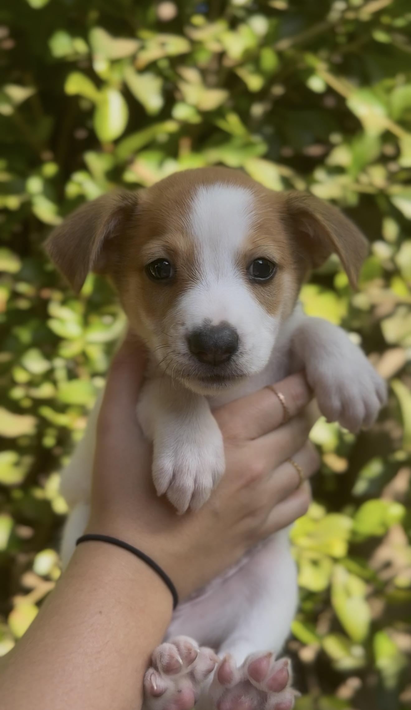 Bruno, an adopted mixed breed in West Hollywood, CA image 2/4