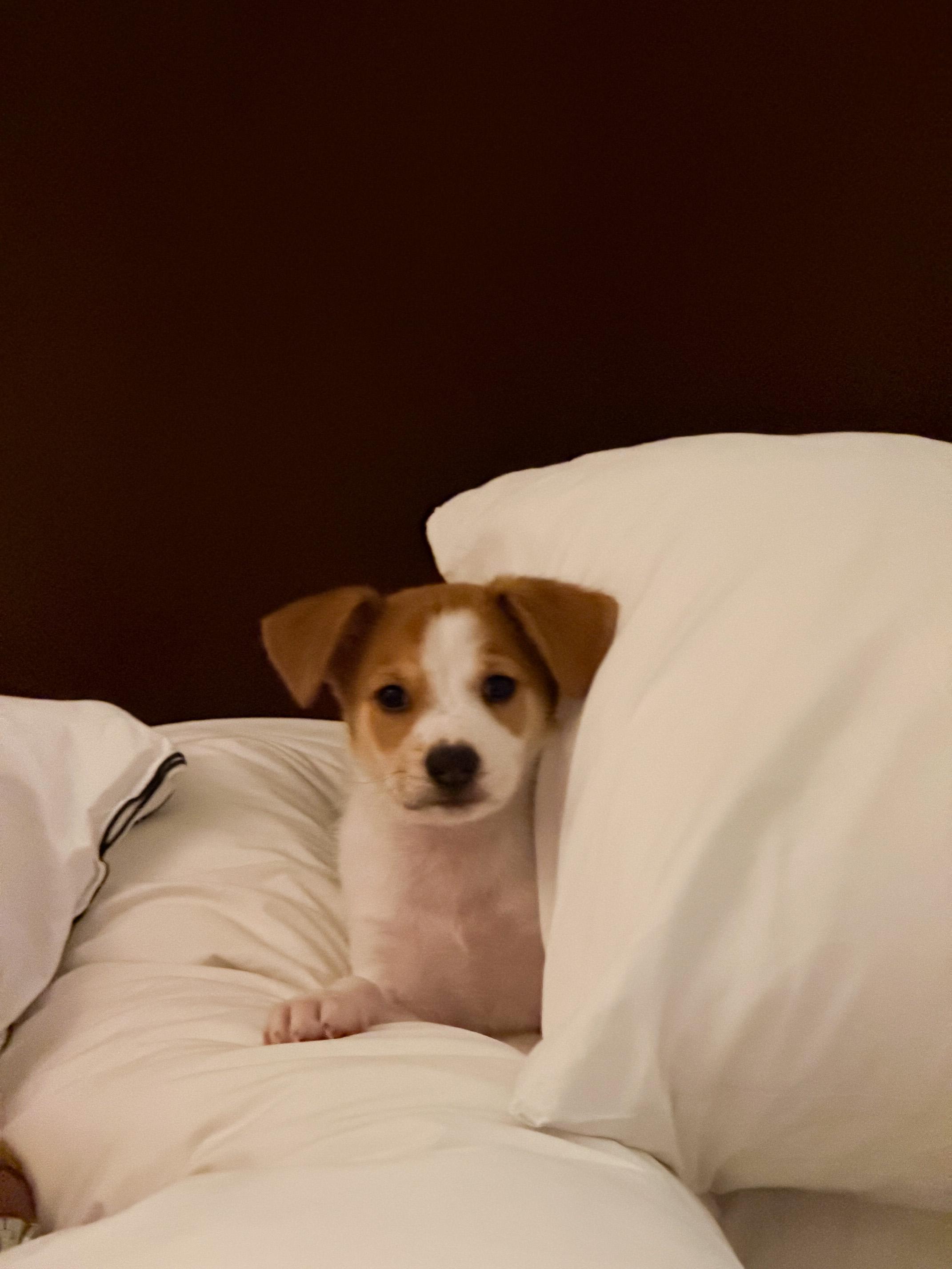 Bruno, adopted, Puppy Male Chihuahua & Terrier.