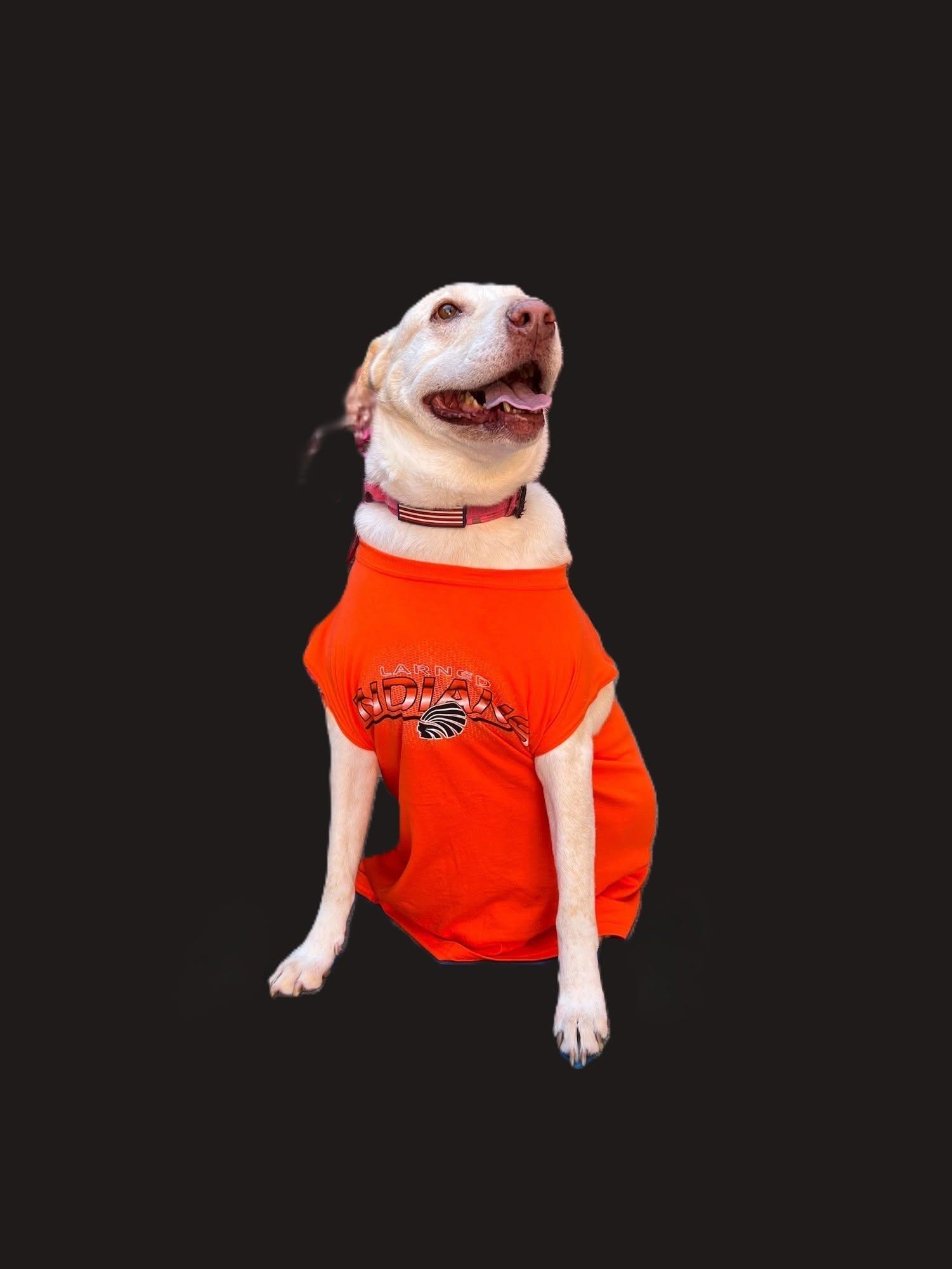 Enlarge Cheyenne, a Adoptable mixed breed in Larned, KS image 2/2