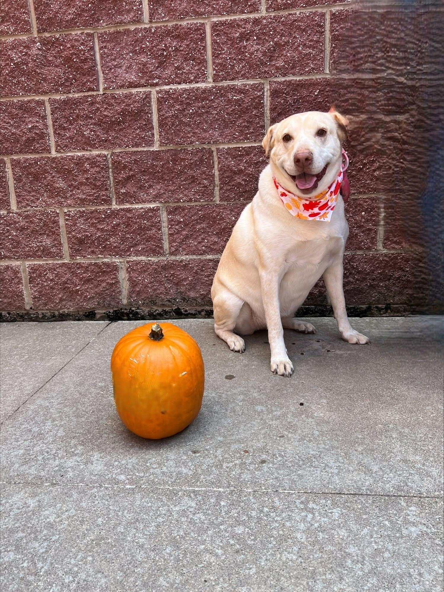 Cheyenne, Adoptable, Adult Female Whippet & Labrador Retriever.
