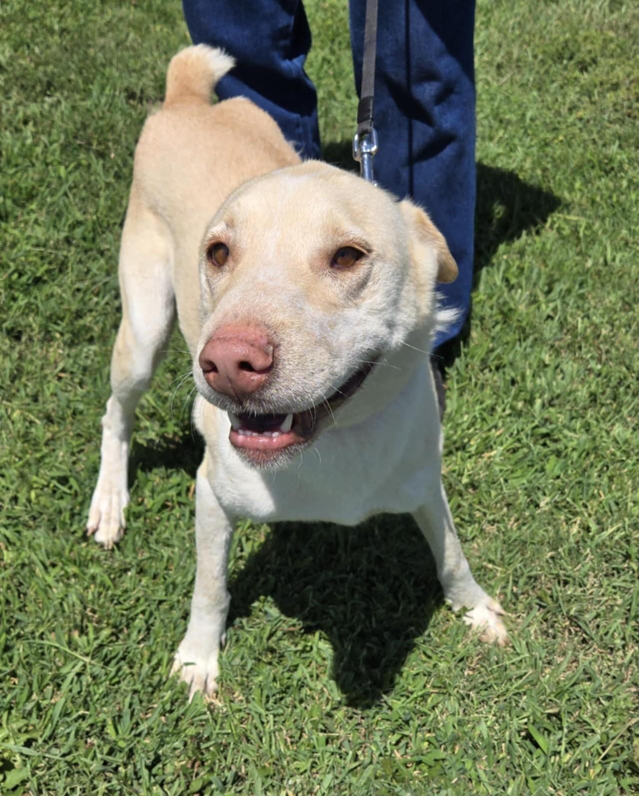 Cheyenne, Adoptable, Adult Female Whippet & Labrador Retriever.