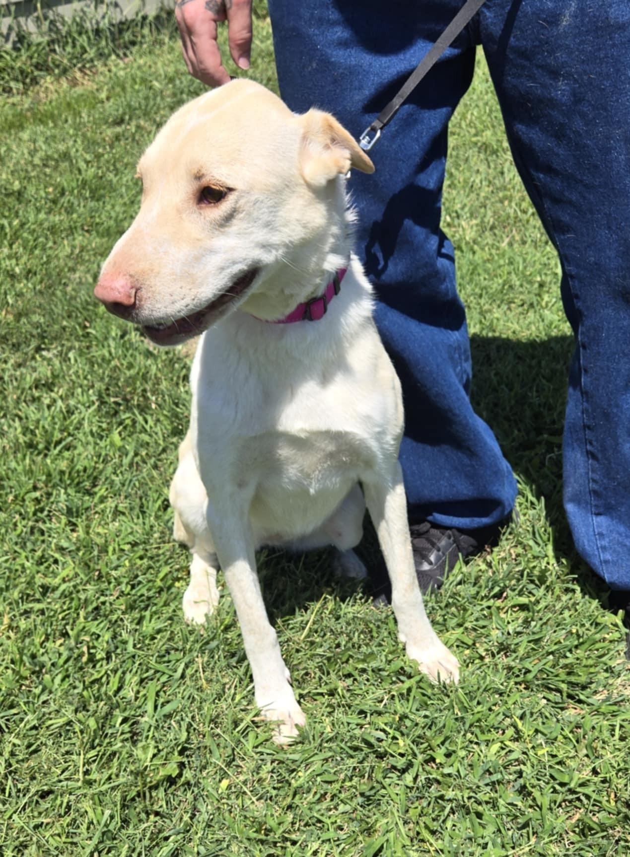 Cheyenne, a Adoptable mixed breed in Larned, KS image 2/5