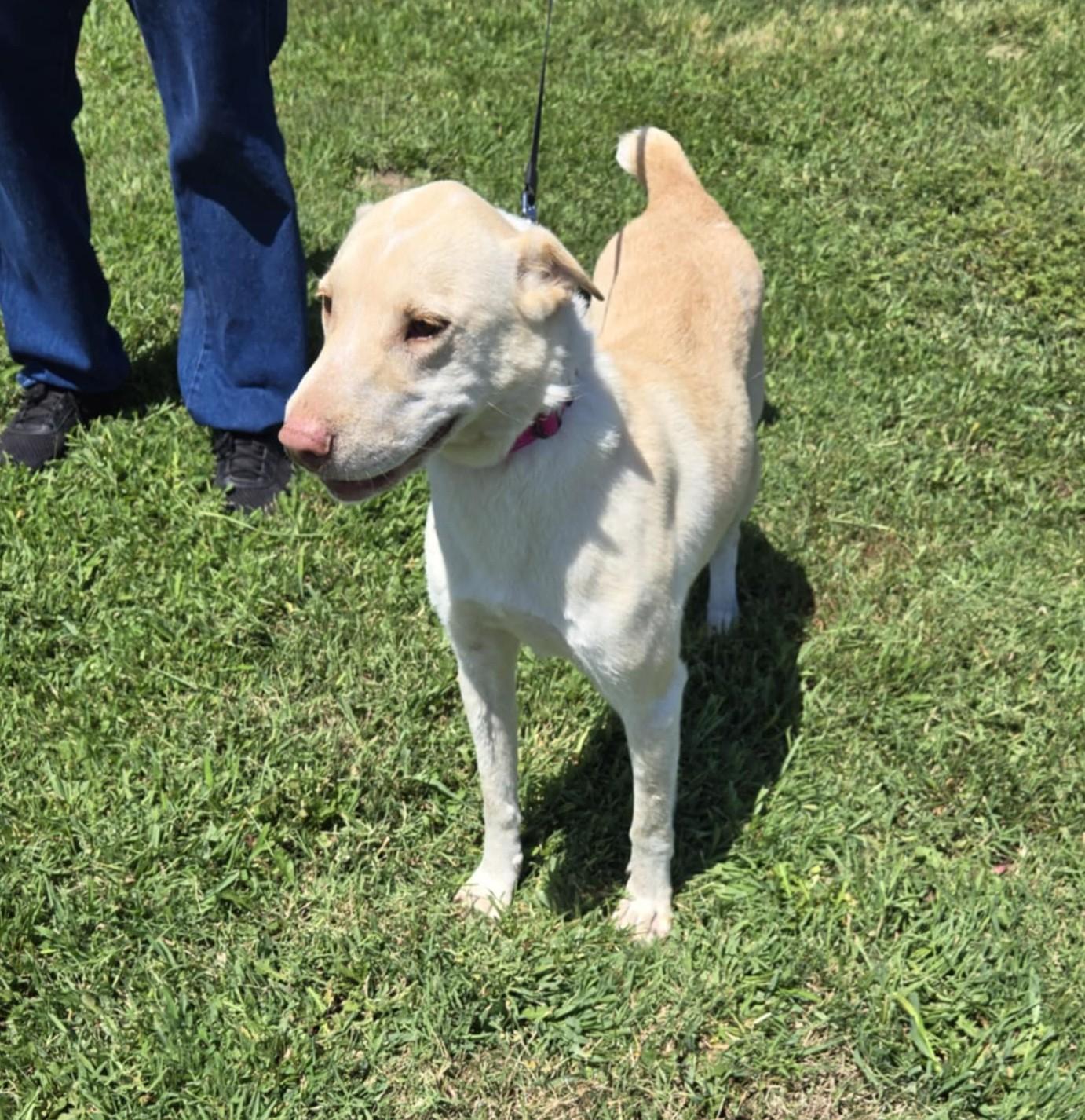 Cheyenne, a Adoptable mixed breed in Larned, KS image 3/5