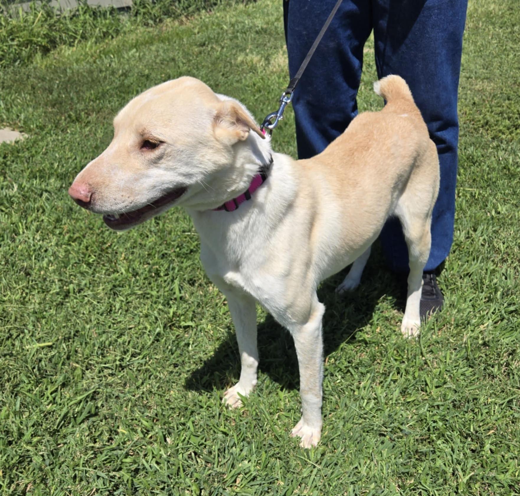 Cheyenne, a Adoptable mixed breed in Larned, KS image 4/5