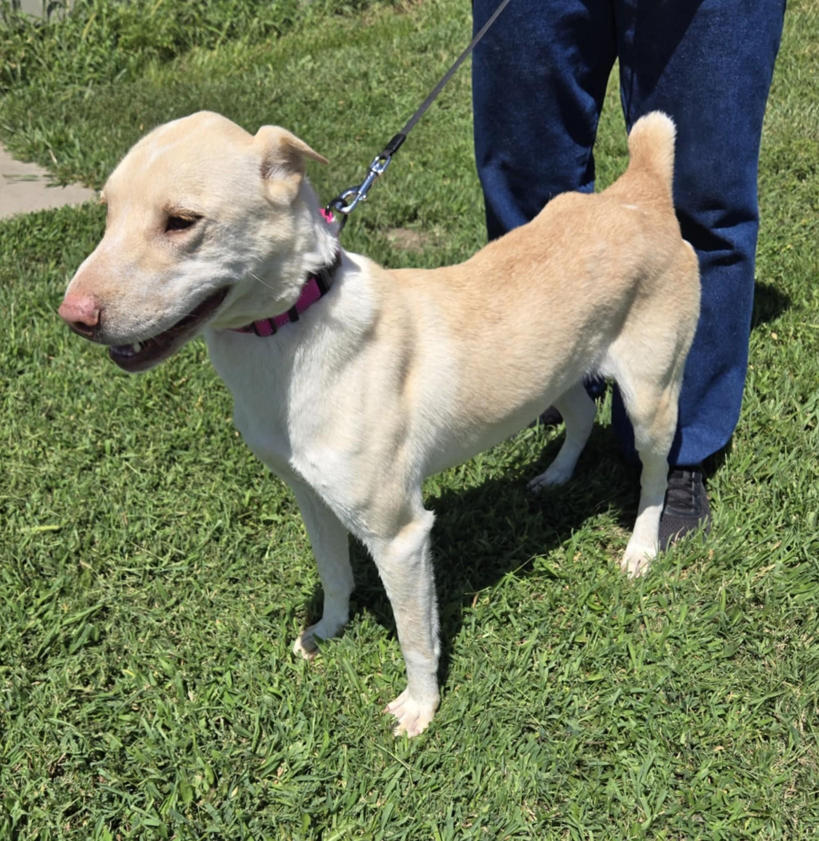Cheyenne, a Adoptable mixed breed in Larned, KS image 5/5
