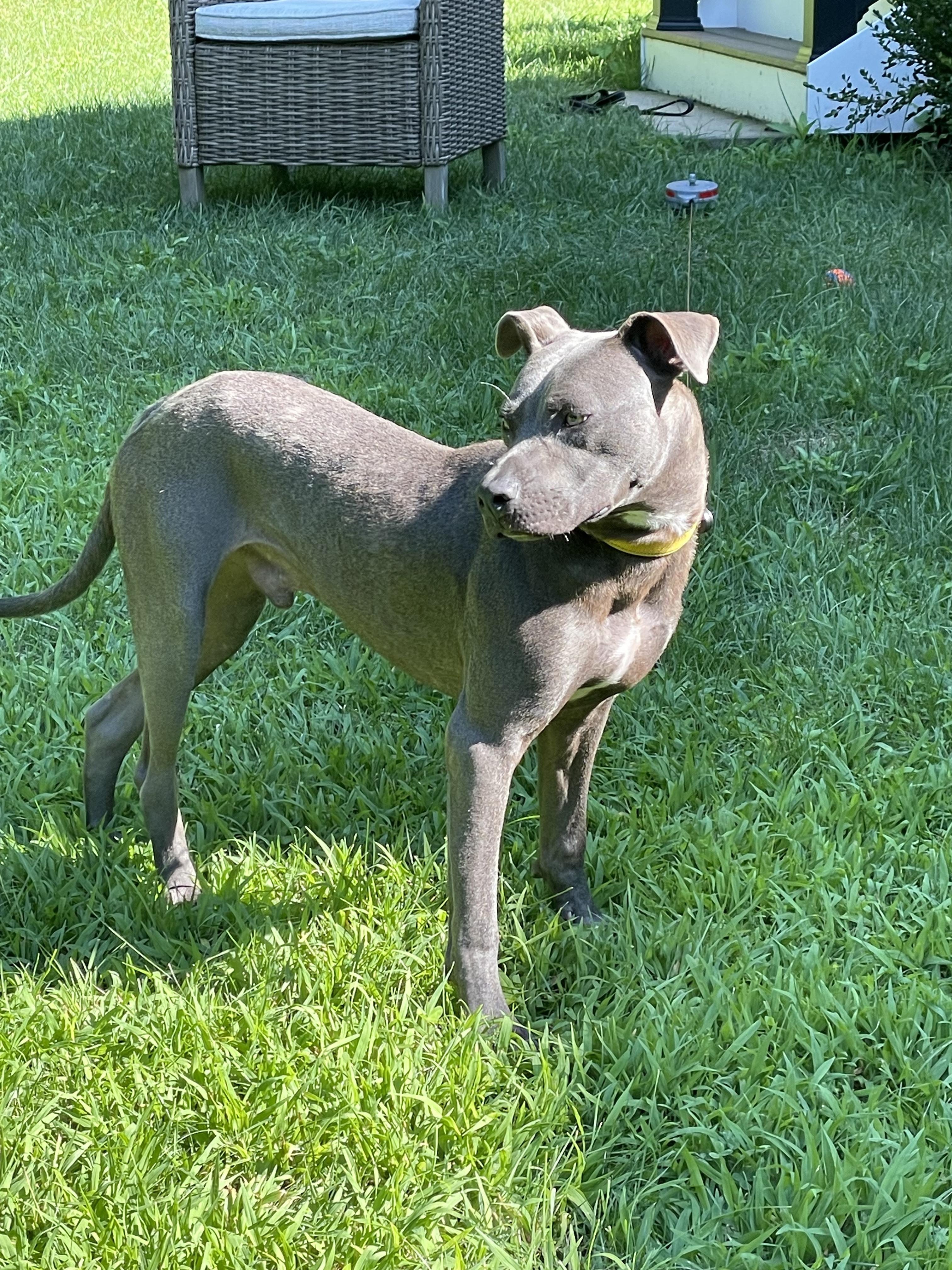 Peppi — thumbnail 4