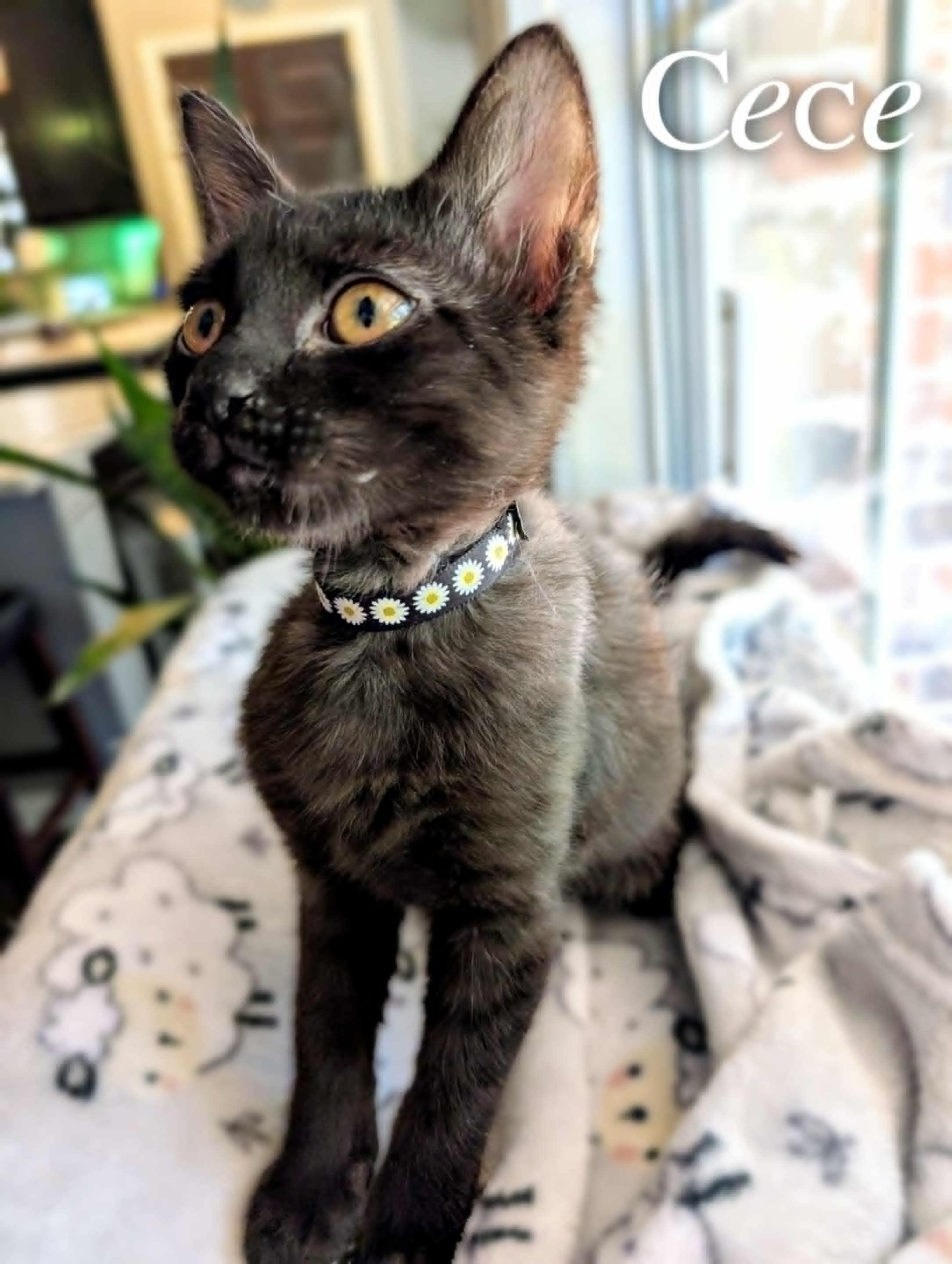 Cece