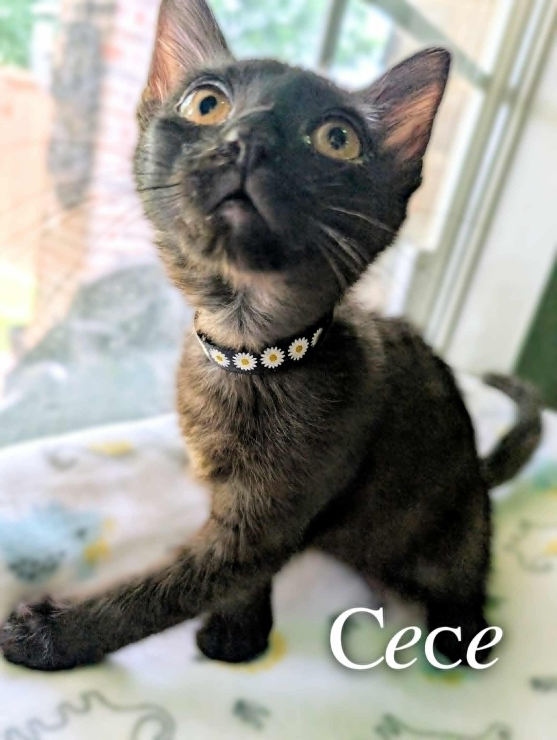 Cece