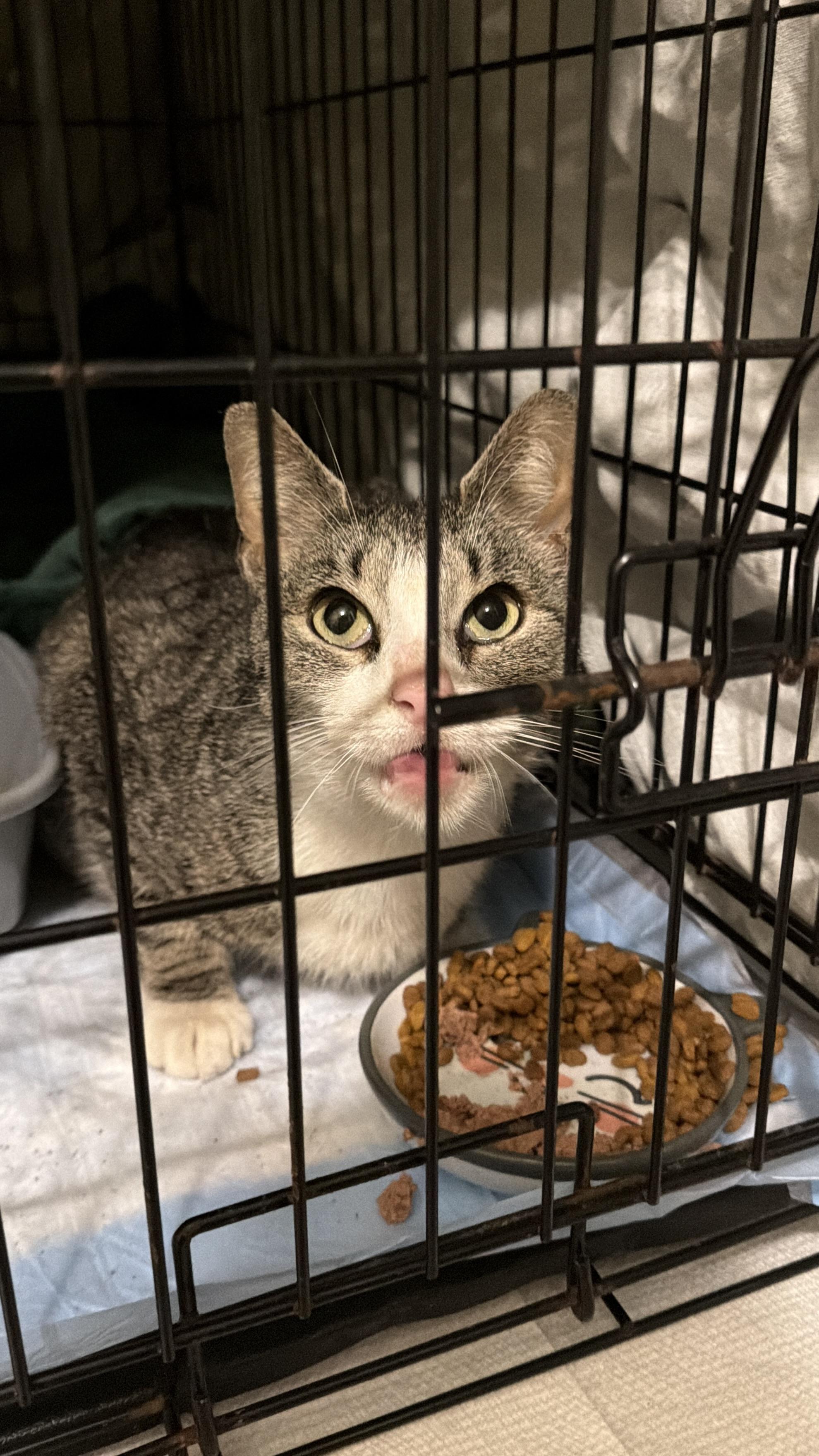 Freya, a ADOPTABLE Domestic Short Hair in Philadelphia, PA image 5/6