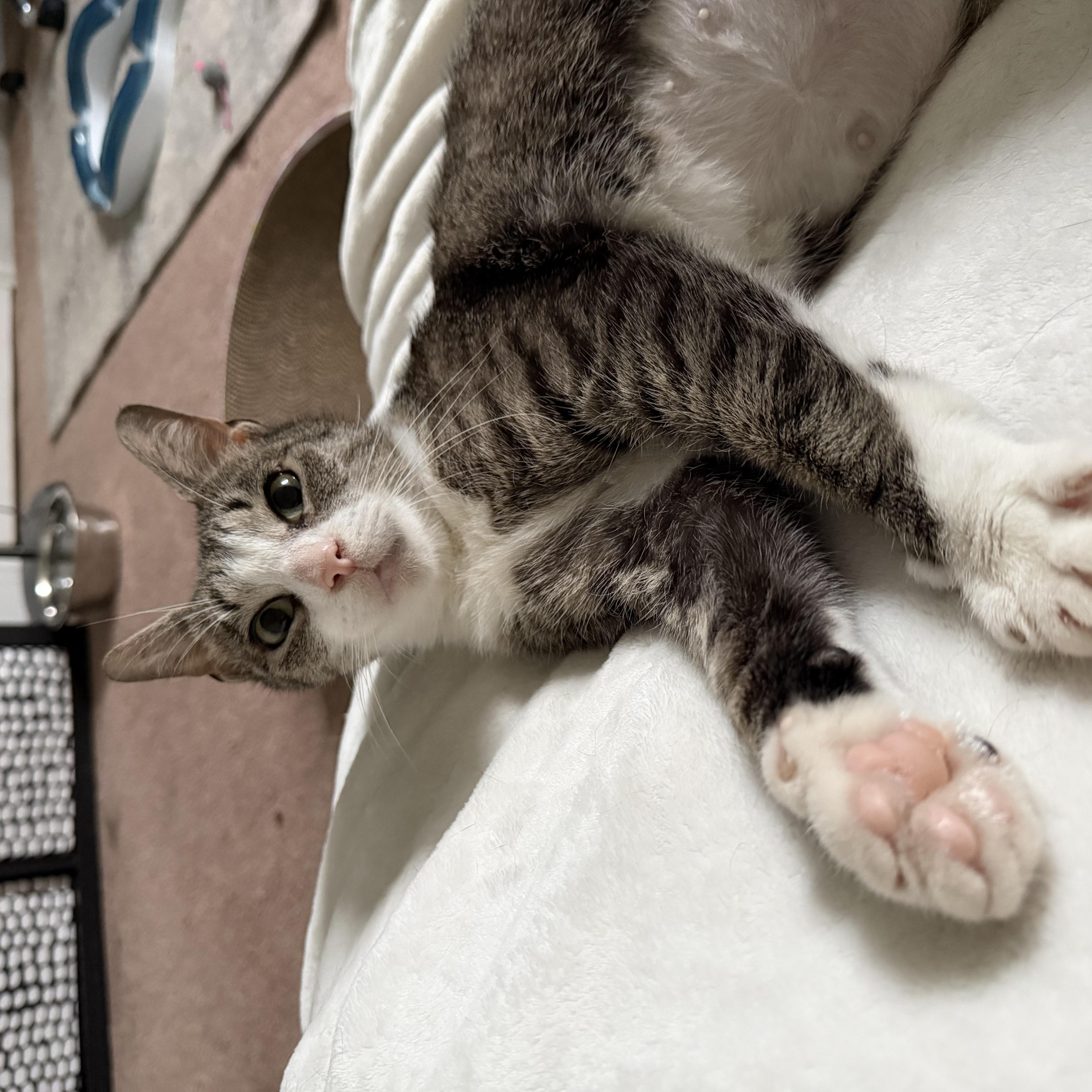 Freya, a ADOPTABLE Domestic Short Hair in Philadelphia, PA image 2/6