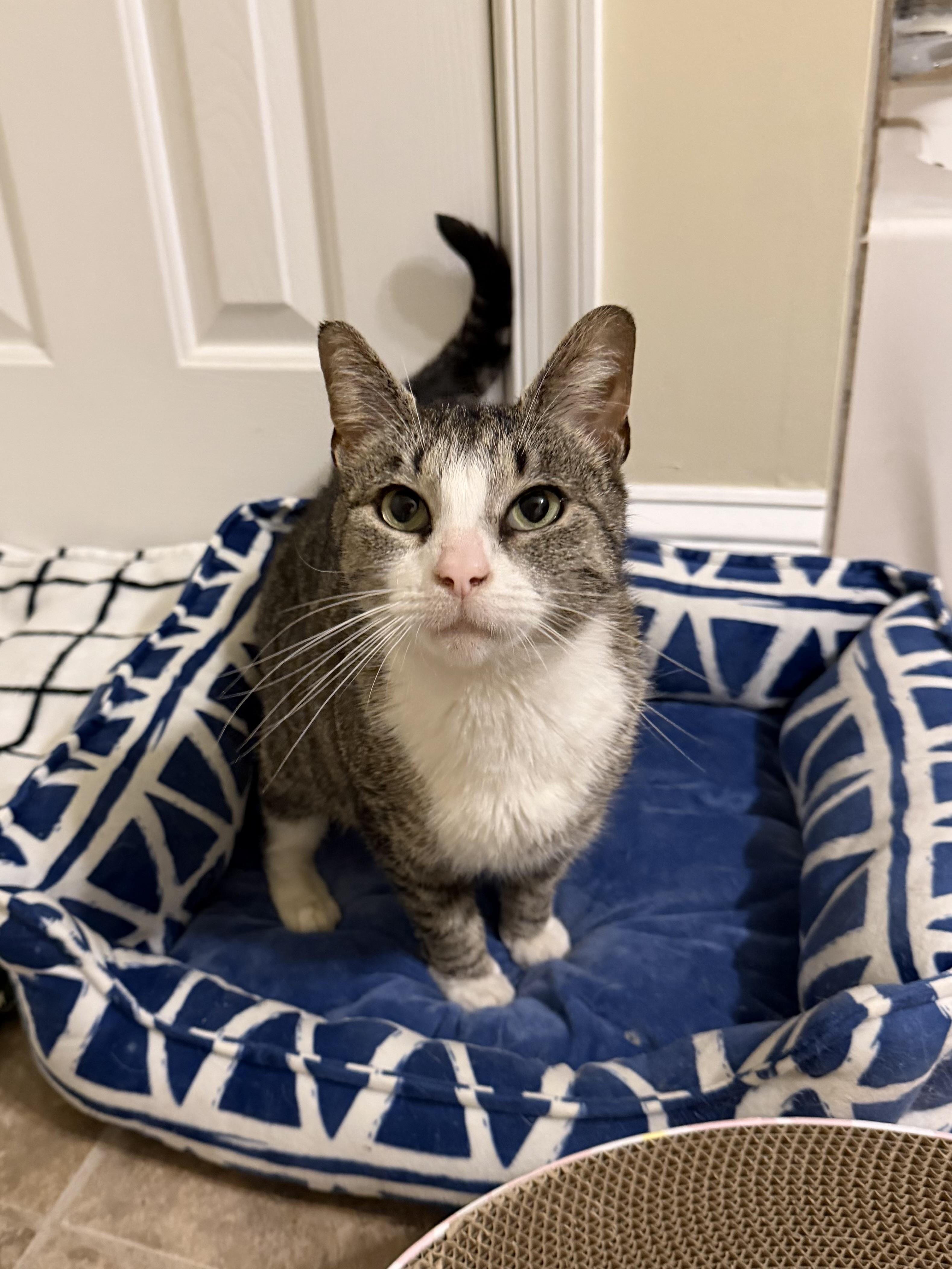 Freya, a ADOPTABLE Domestic Short Hair in Philadelphia, PA image 1/6