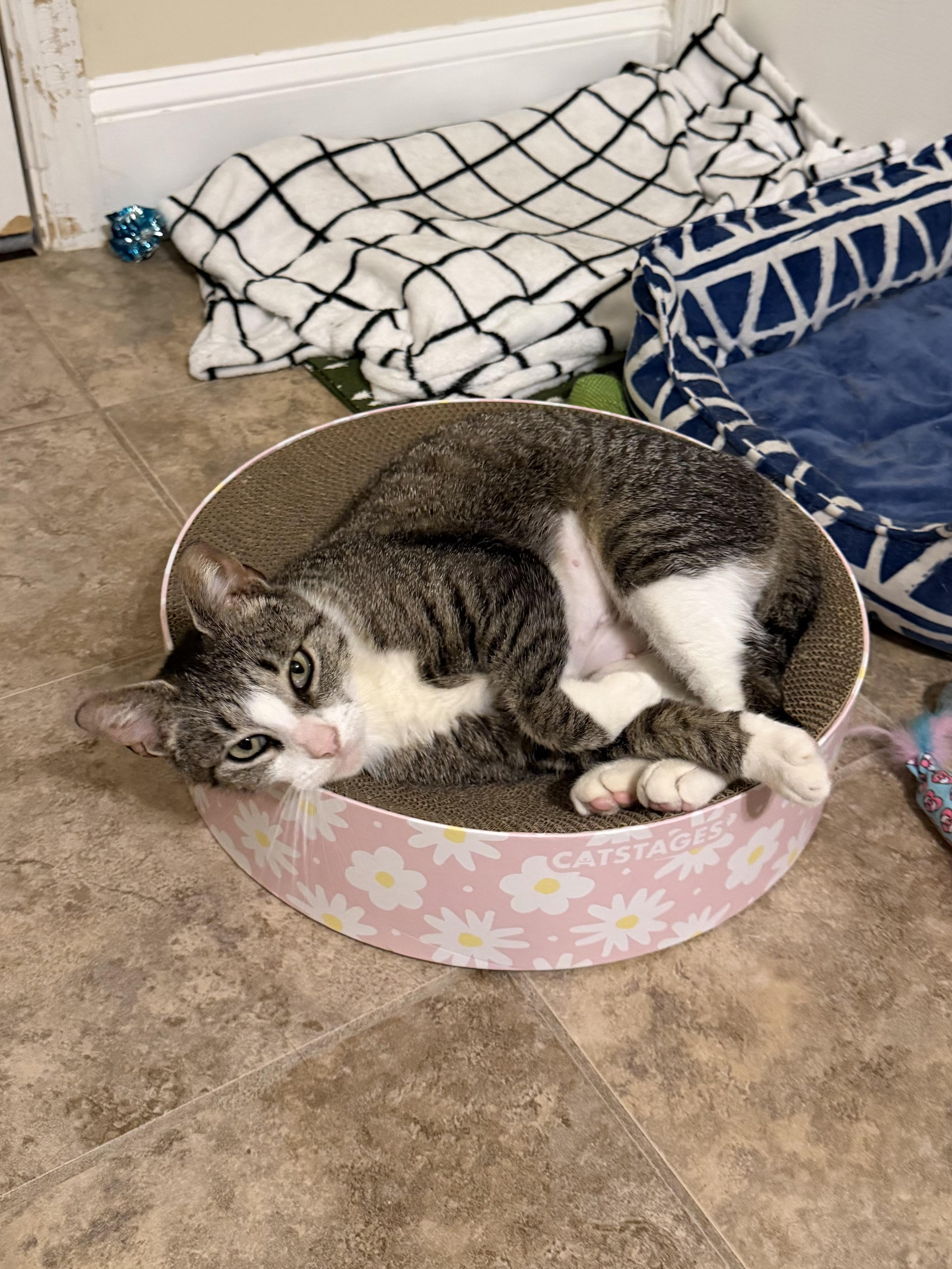Freya, a ADOPTABLE Domestic Short Hair in Philadelphia, PA image 3/6