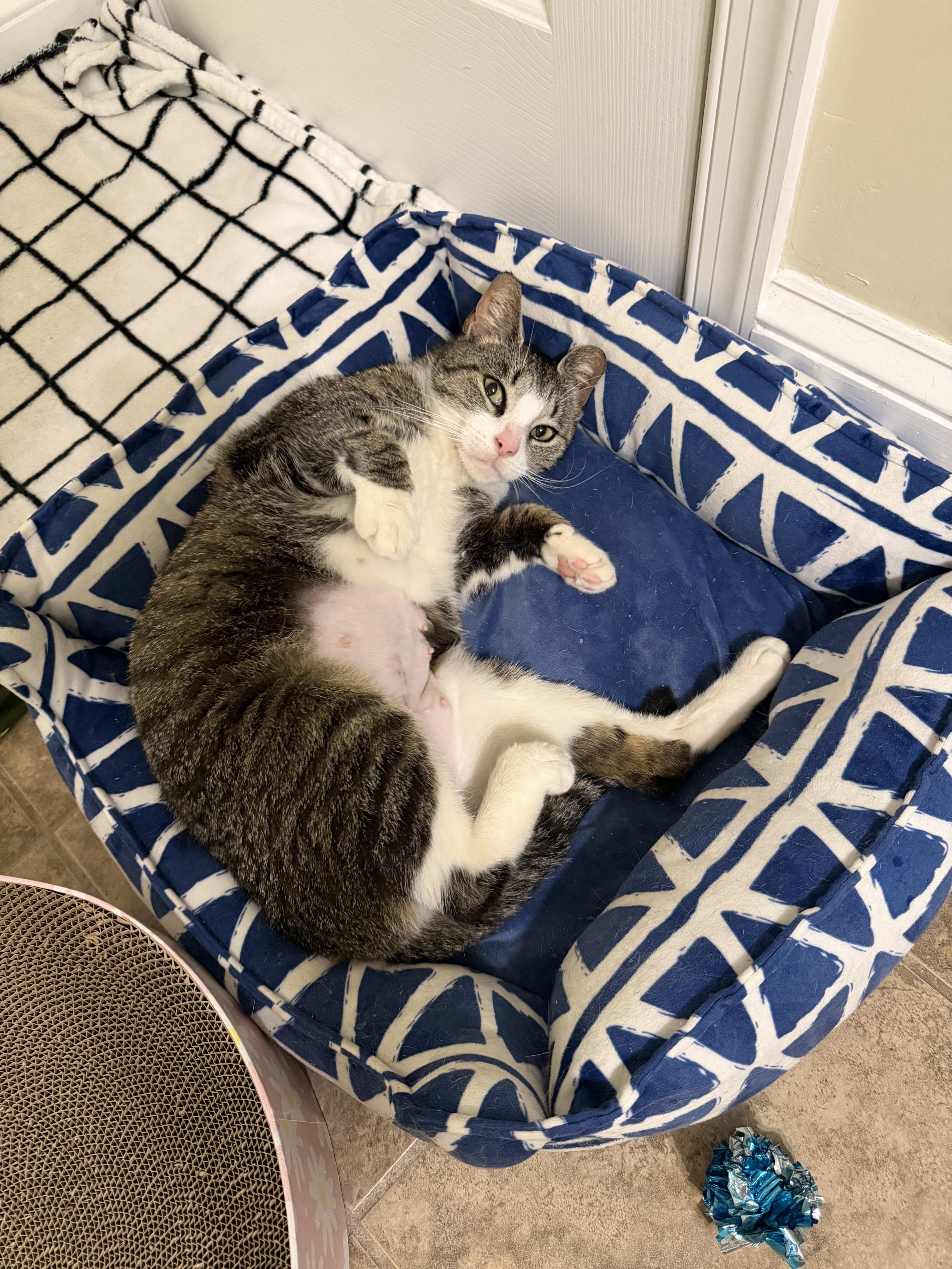 Freya, a ADOPTABLE Domestic Short Hair in Philadelphia, PA image 6/6