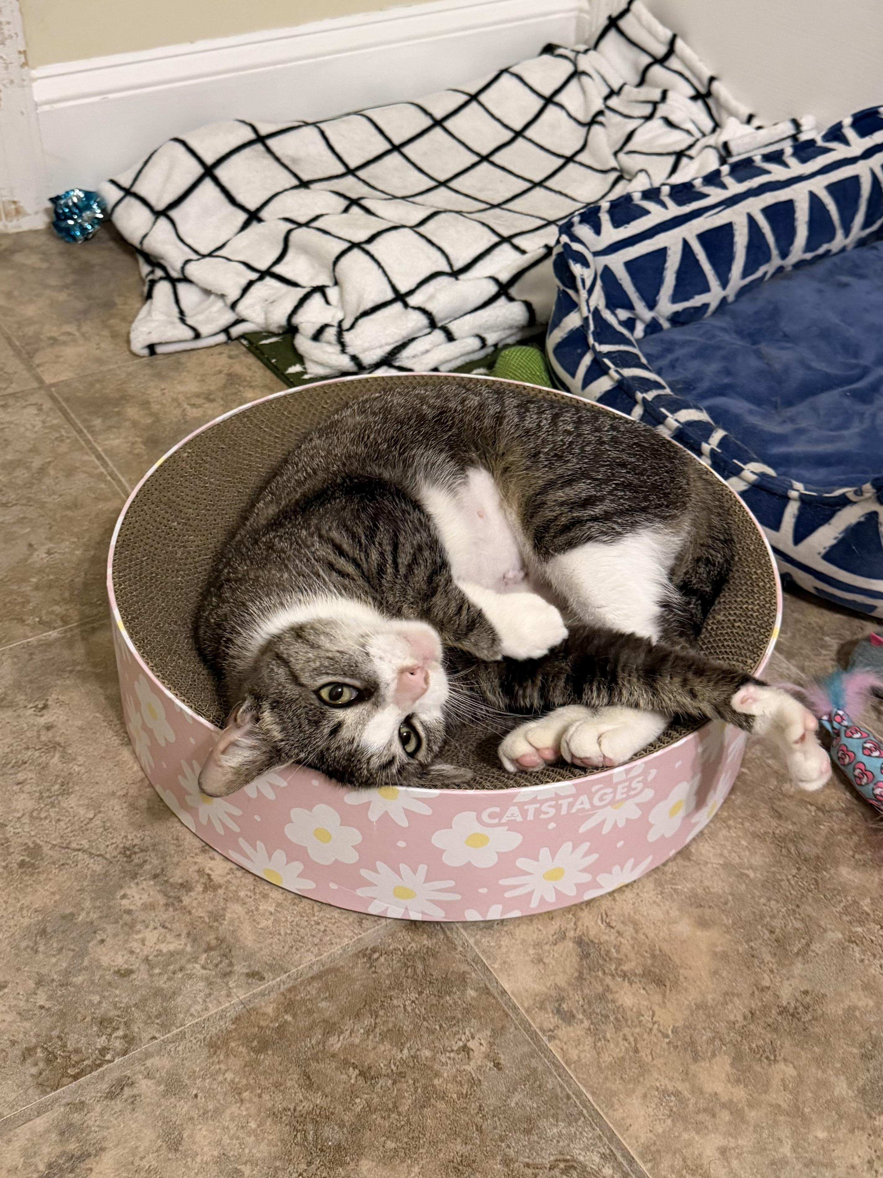 Freya, a ADOPTABLE Domestic Short Hair in Philadelphia, PA image 4/6