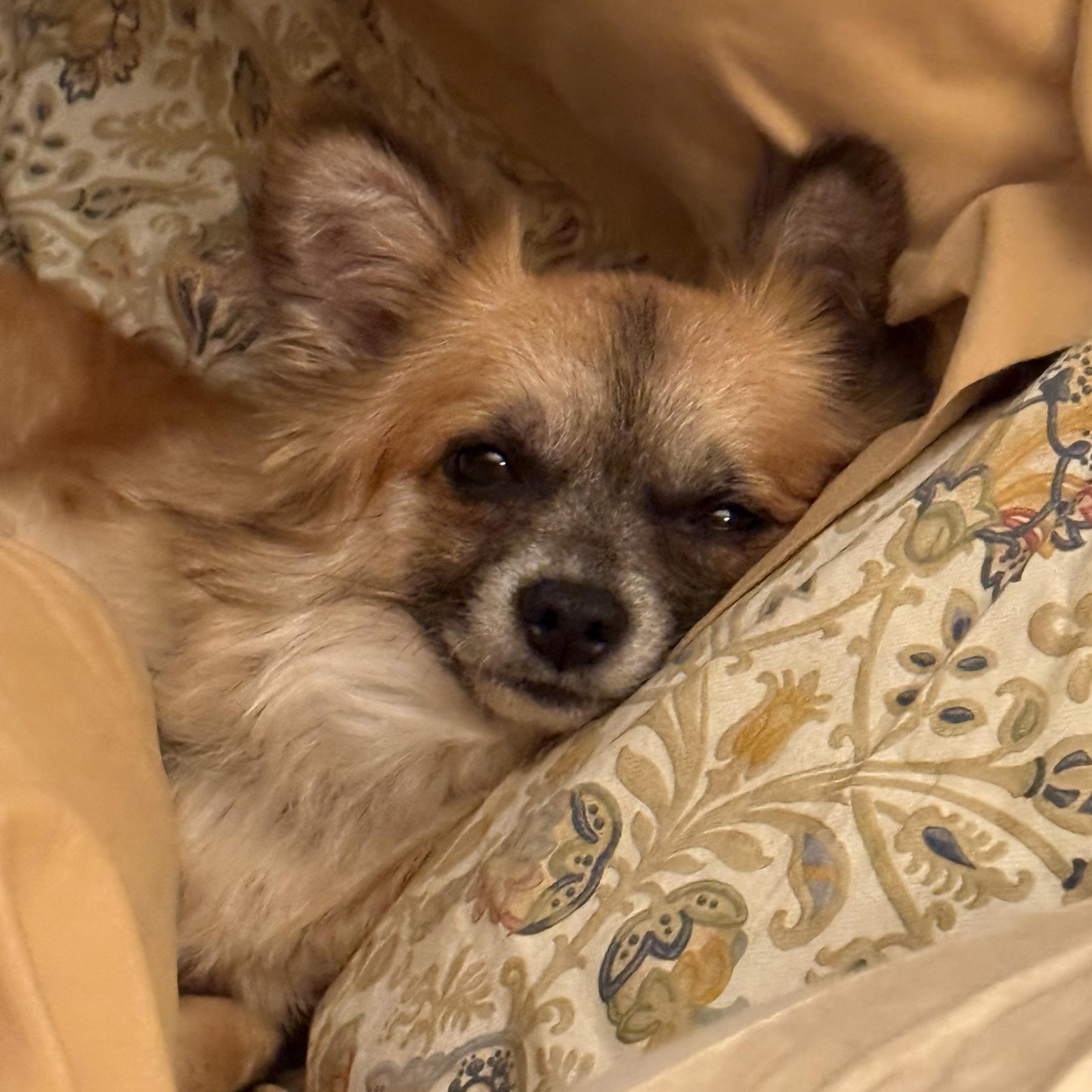 Enlarge Vivian, a Adoptable mixed breed in Winnetka, IL image 4/6