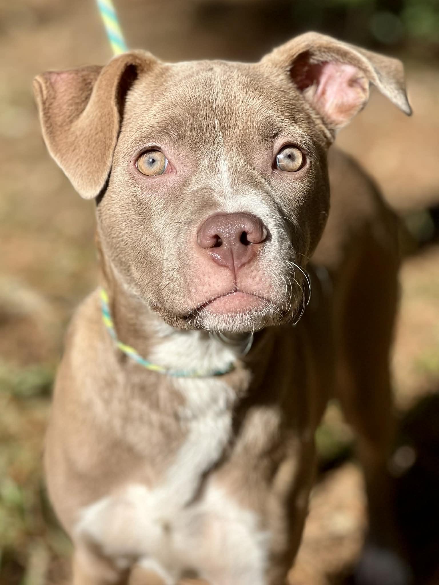 Emmy, a Adoptable mixed breed in Brunswick, ME image 1/3