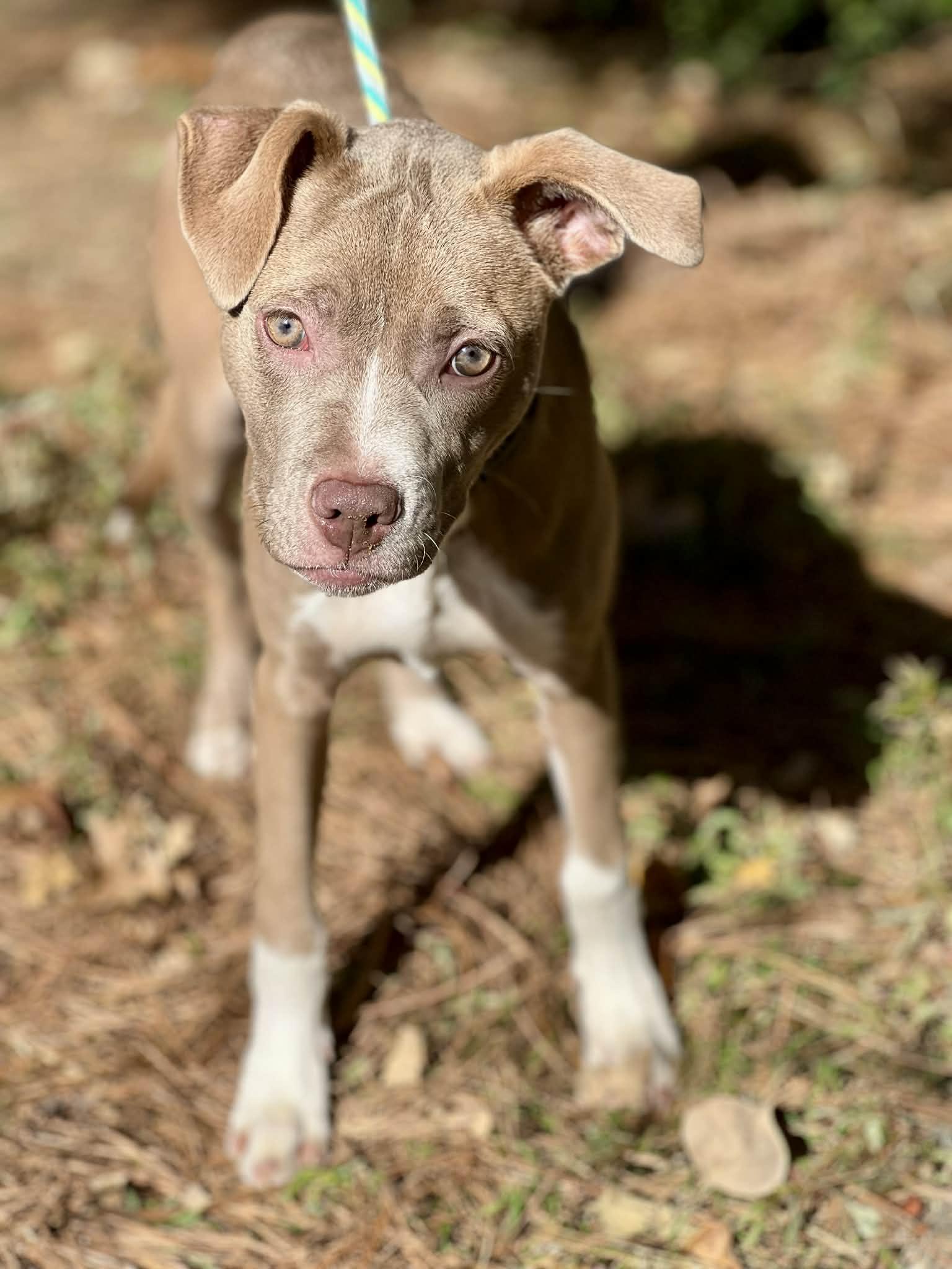 Emmy, a Adoptable mixed breed in Brunswick, ME image 2/3