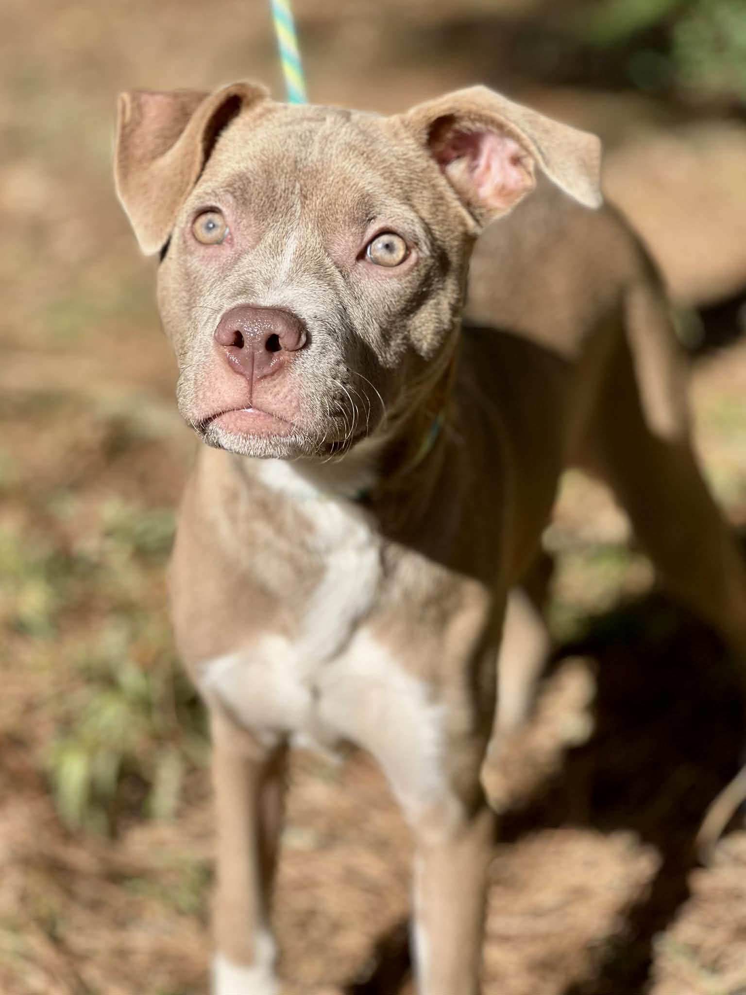Emmy, a Adoptable mixed breed in Brunswick, ME image 3/3