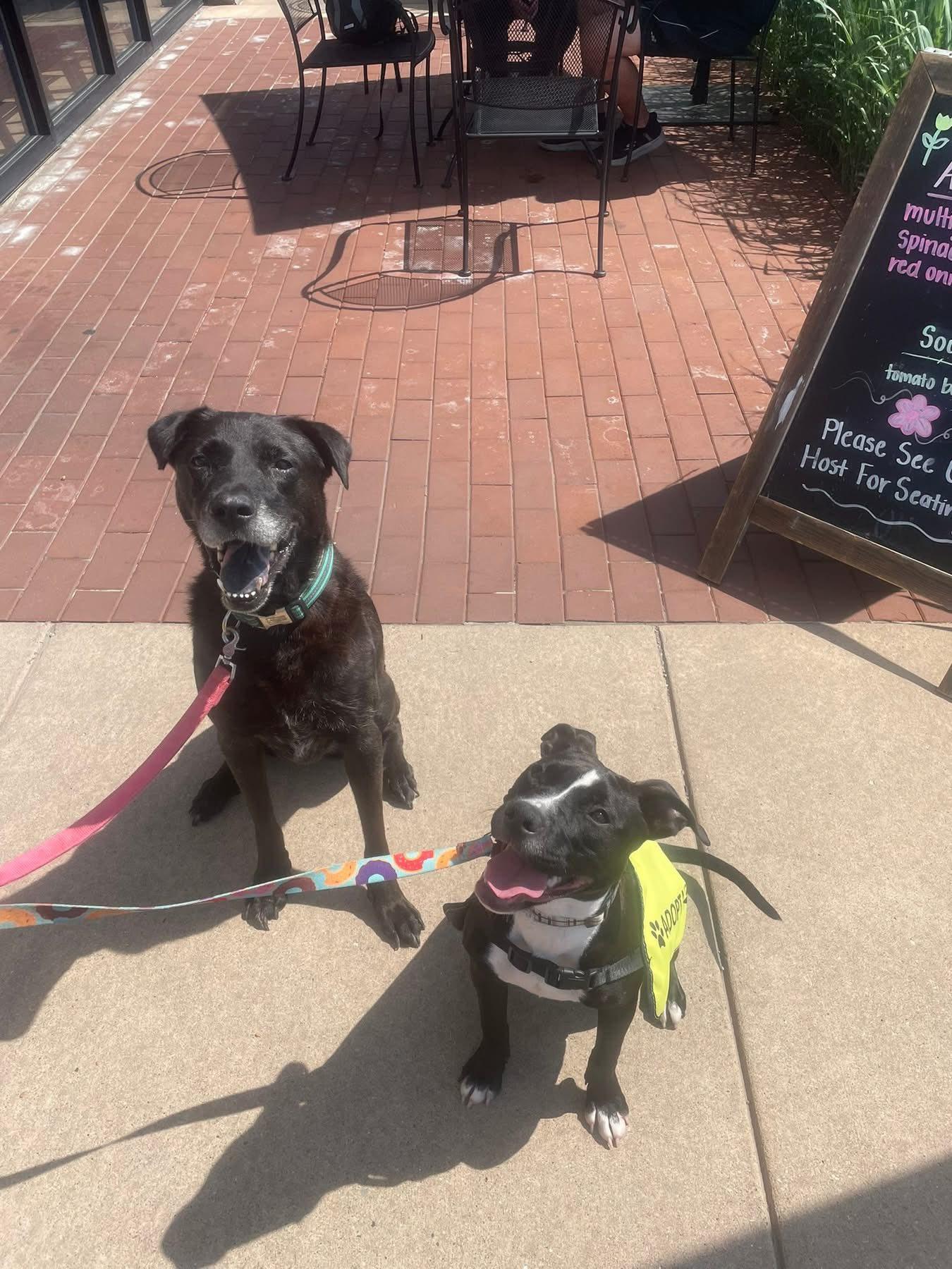 Enlarge Sweets, a Adoptable mixed breed in Indianapolis, IN image 3/3