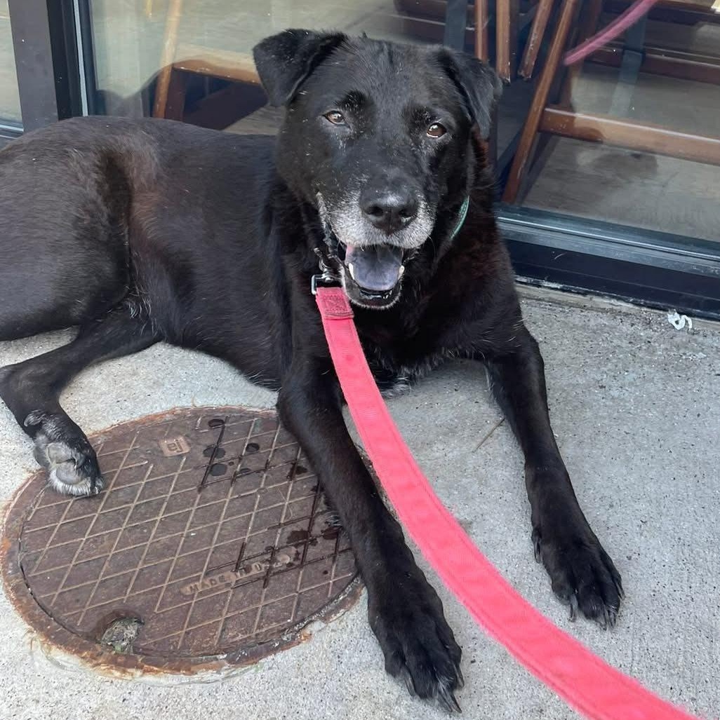 Sweets, Adoptable, Senior Female Black Labrador Retriever.