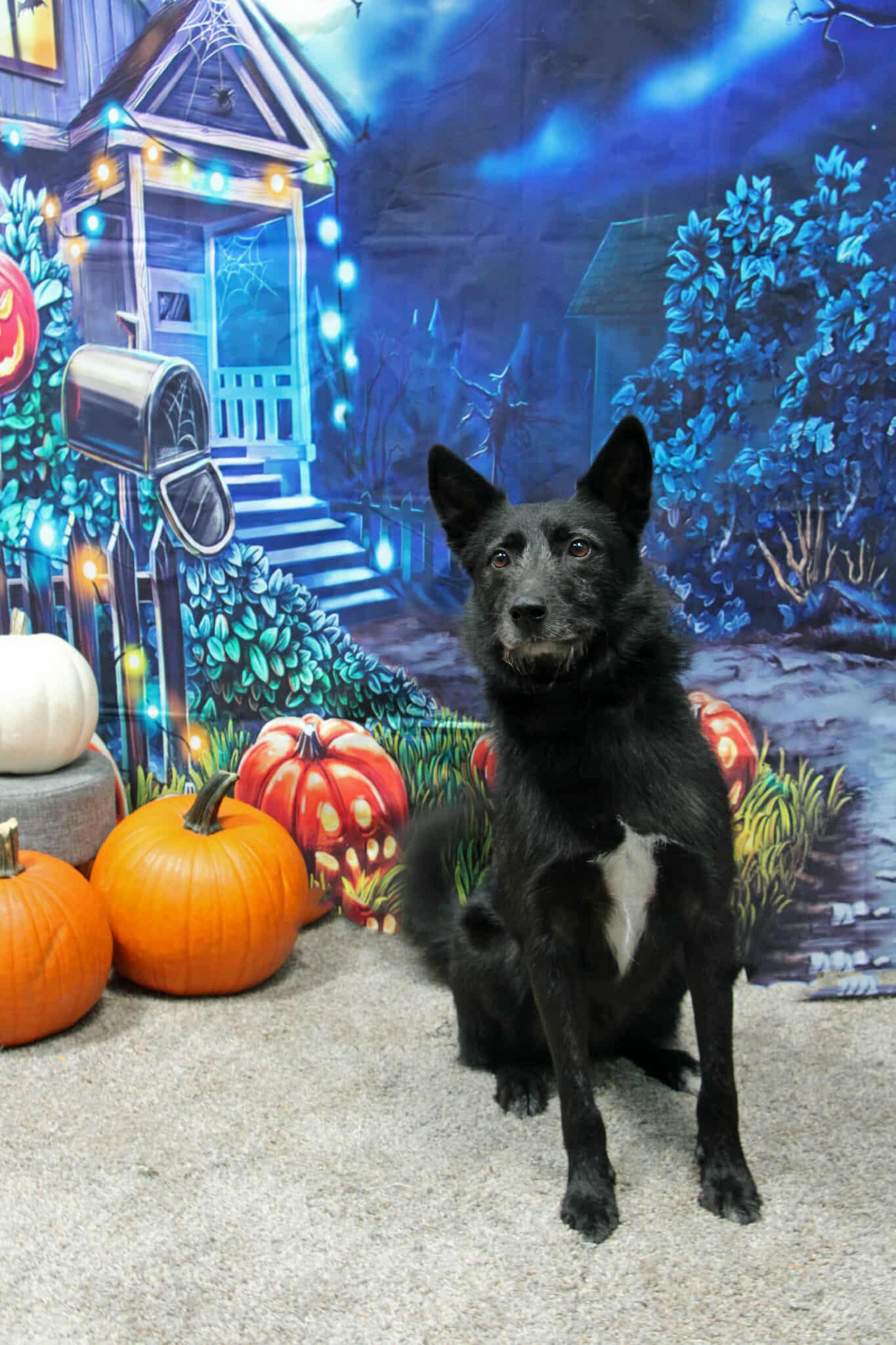 Taz, an adoptable Mixed Breed in Graham, TX, 76450 | Photo Image 1