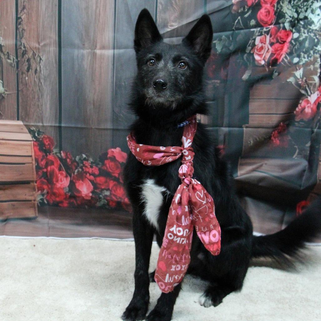 Enlarge Taz, a Adoptable Mixed Breed in Graham, TX image 2/3