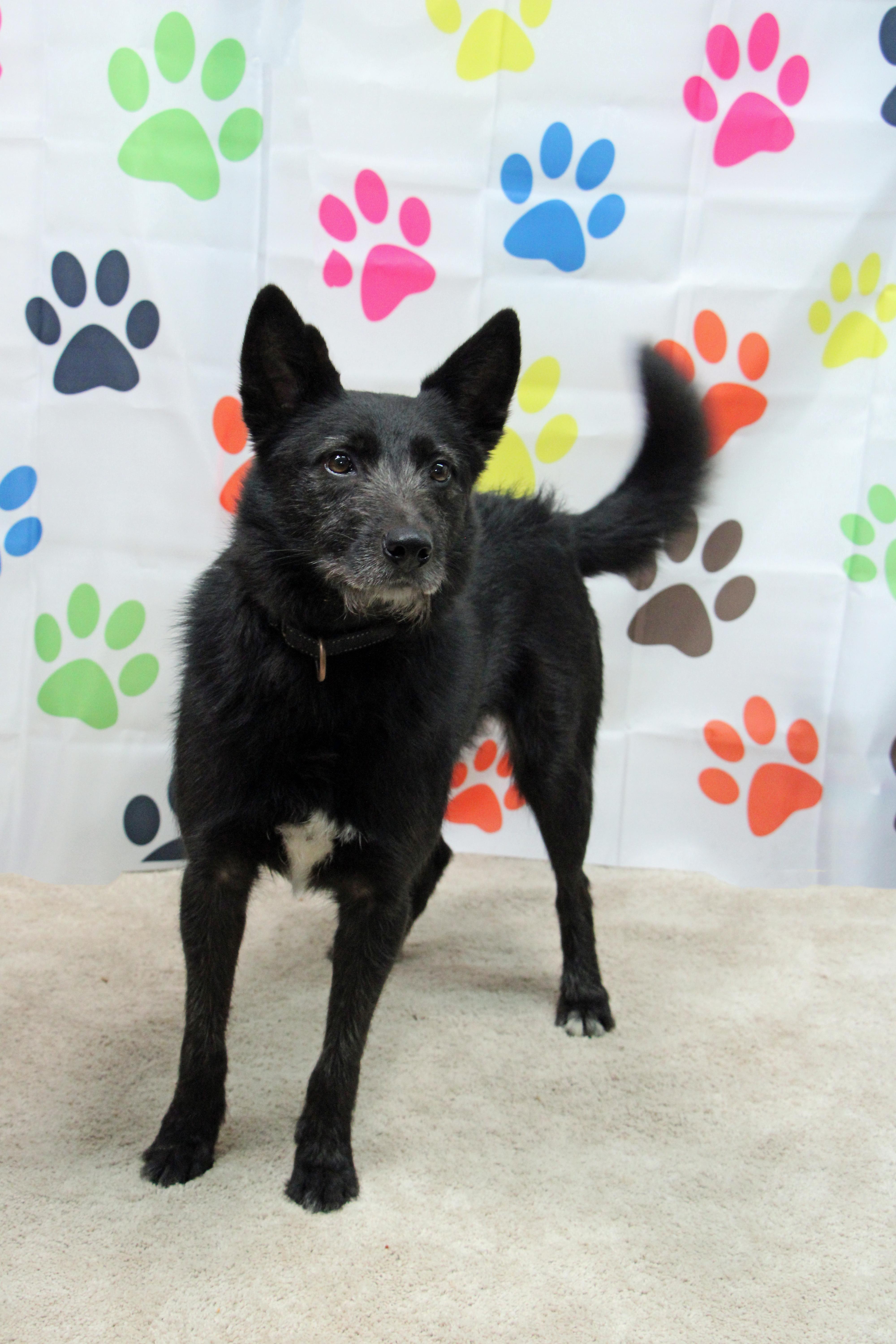 Taz, Adoptable, Adult Male Mixed Breed.