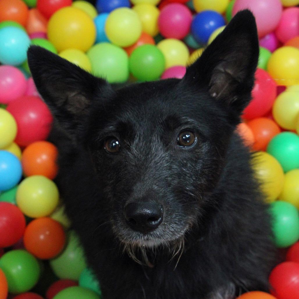 Enlarge Taz, a Adoptable Mixed Breed in Graham, TX image 3/6